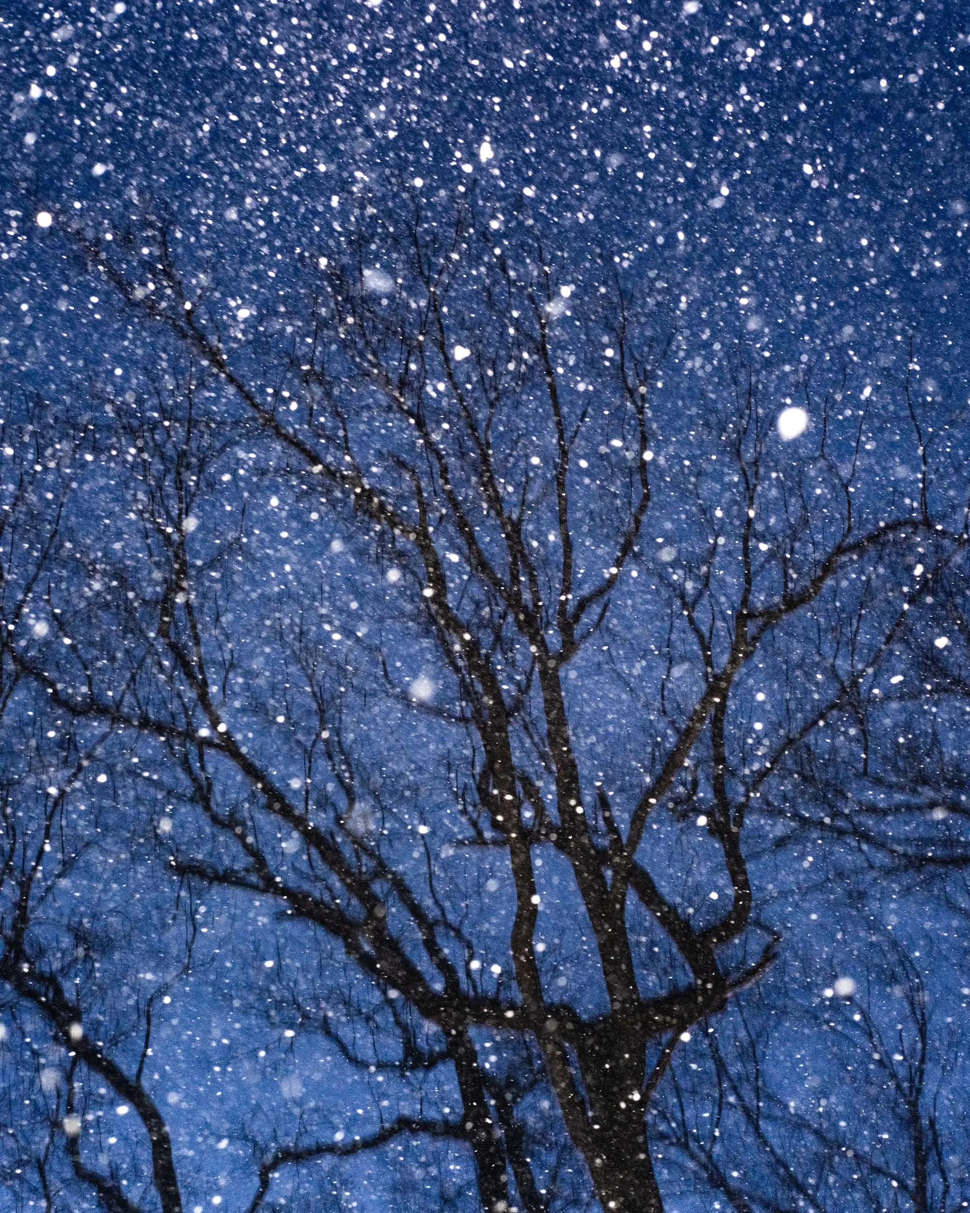 Snow falling at night with the silhouette of tree branches visible against a dark blue sky.