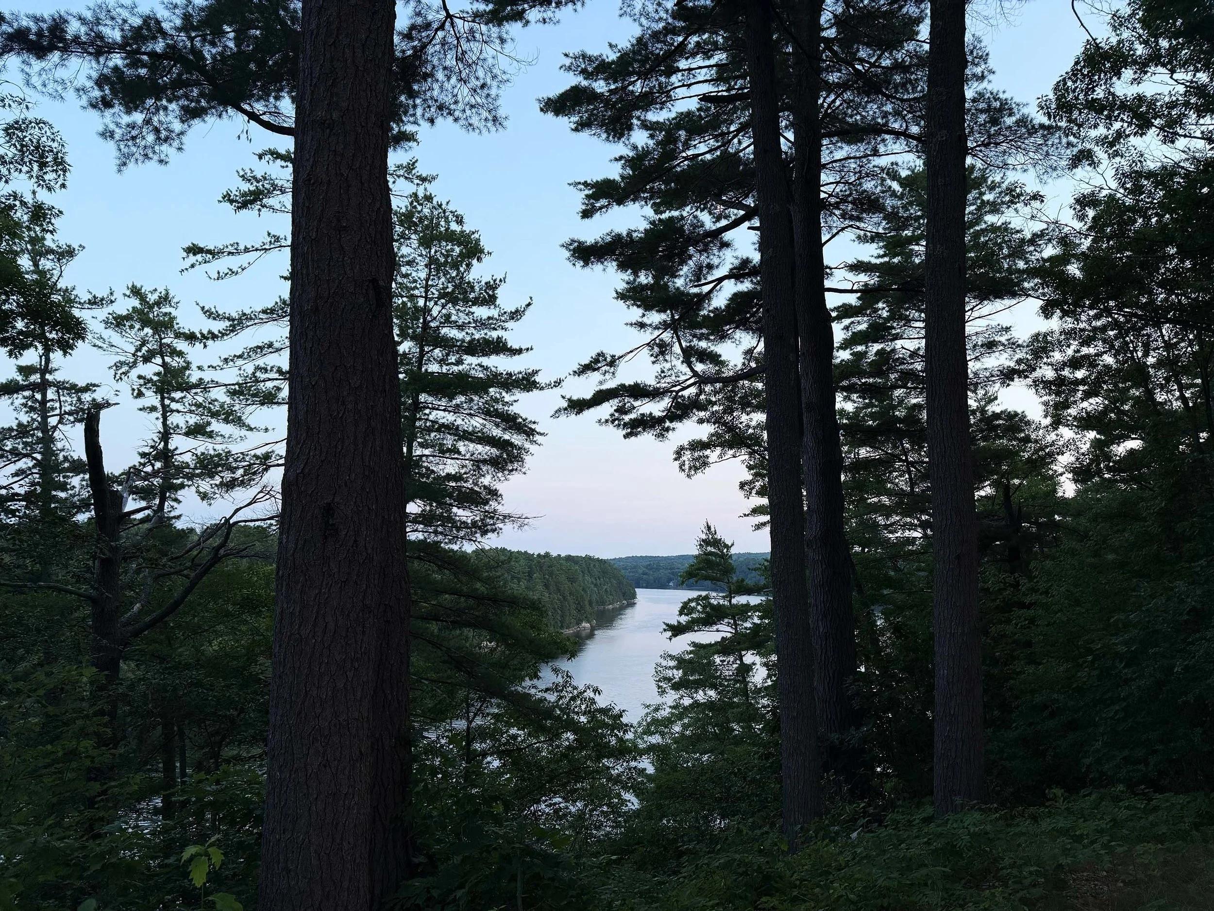 A Maine lake seen through tall pine trees.