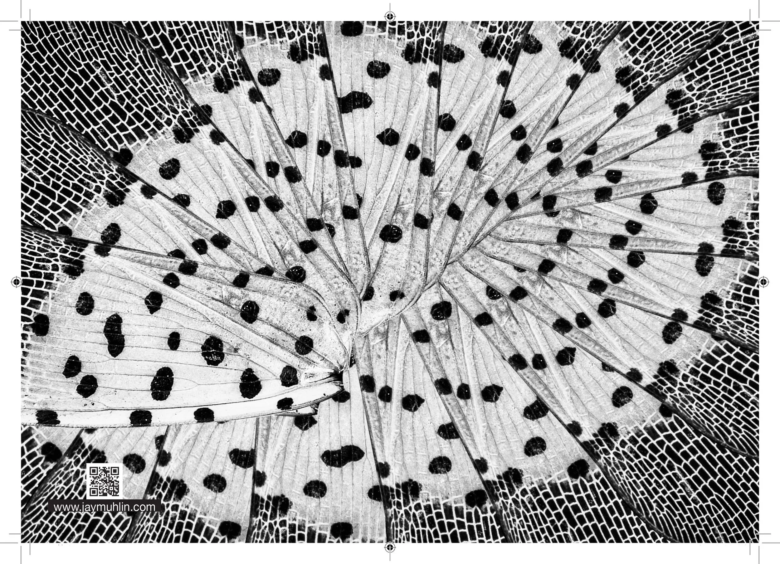 Close-up of butterfly wing with intricate pattern of black spots and delicate veining in black and white.