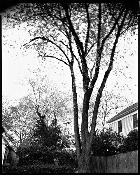 10. treebackyard8x10.jpg