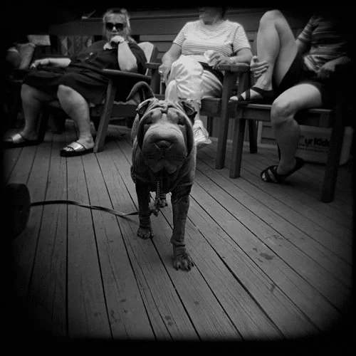 17. wrinkledogfamilybbqweb.jpg