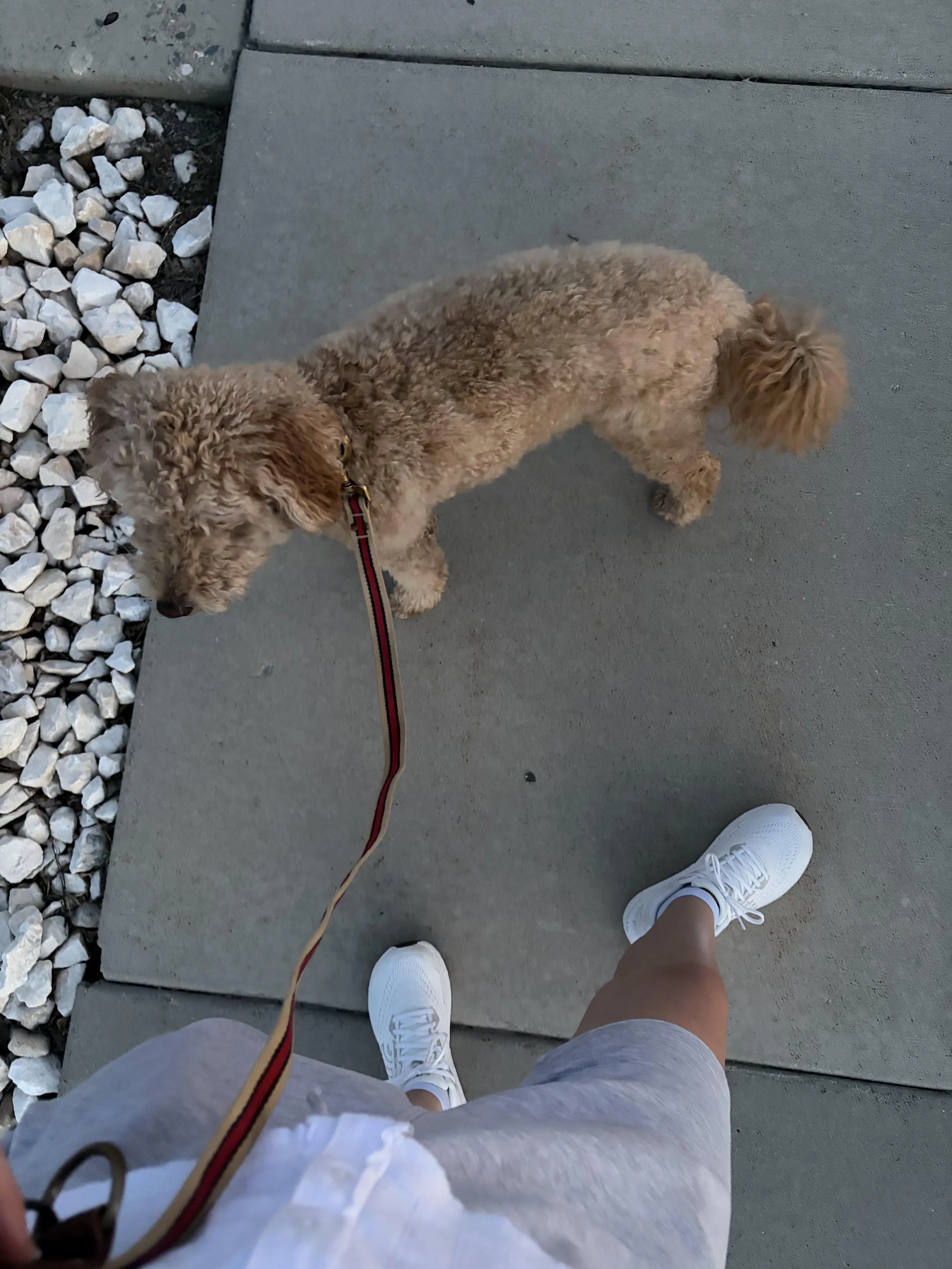 A person wearing white athletic shoes and gray shorts, walking on a concrete sidewalk with a small tan poodle on a leash, with white rocks on one side.