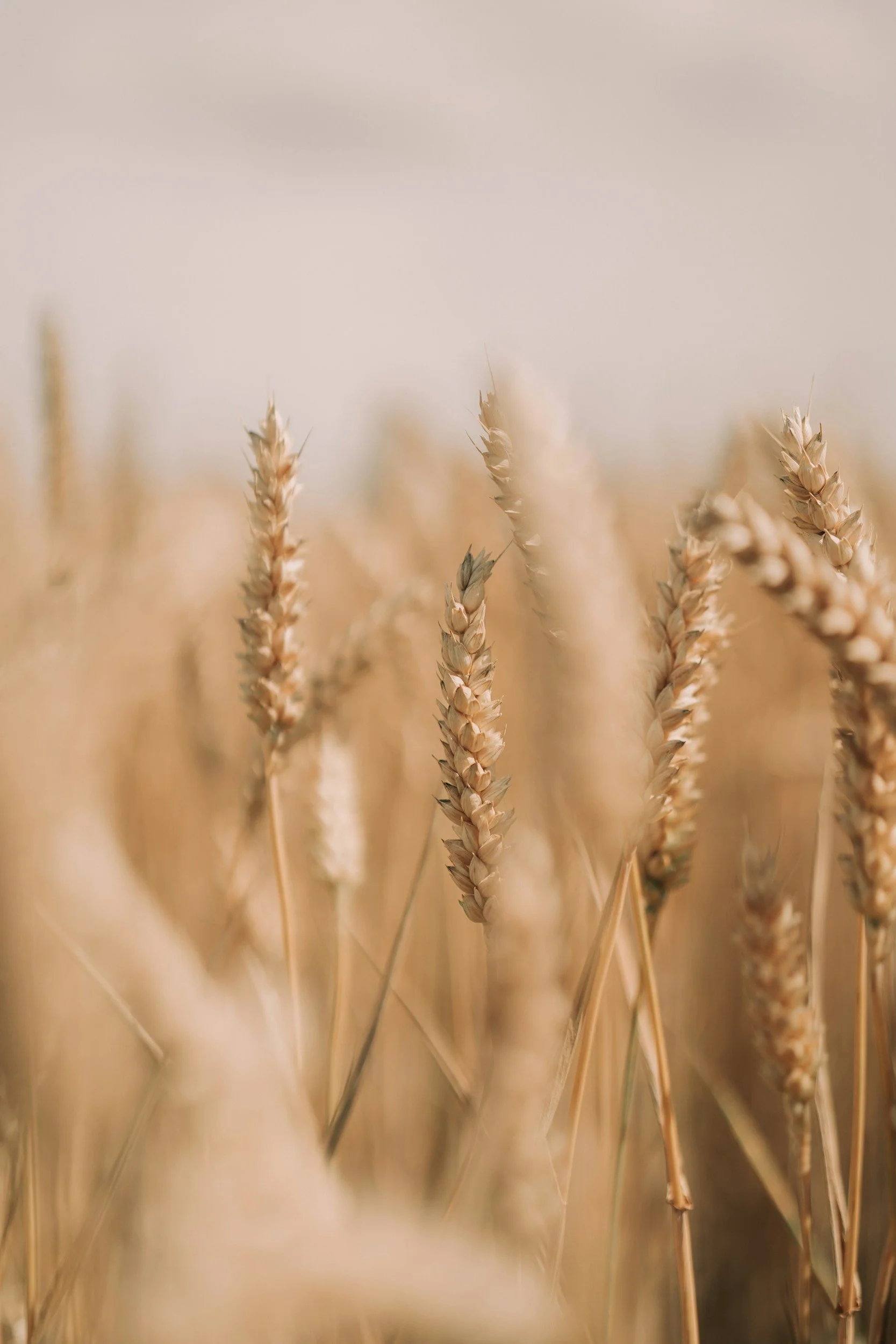 Close-up of wheat stalks in a field with soft, neutral background.