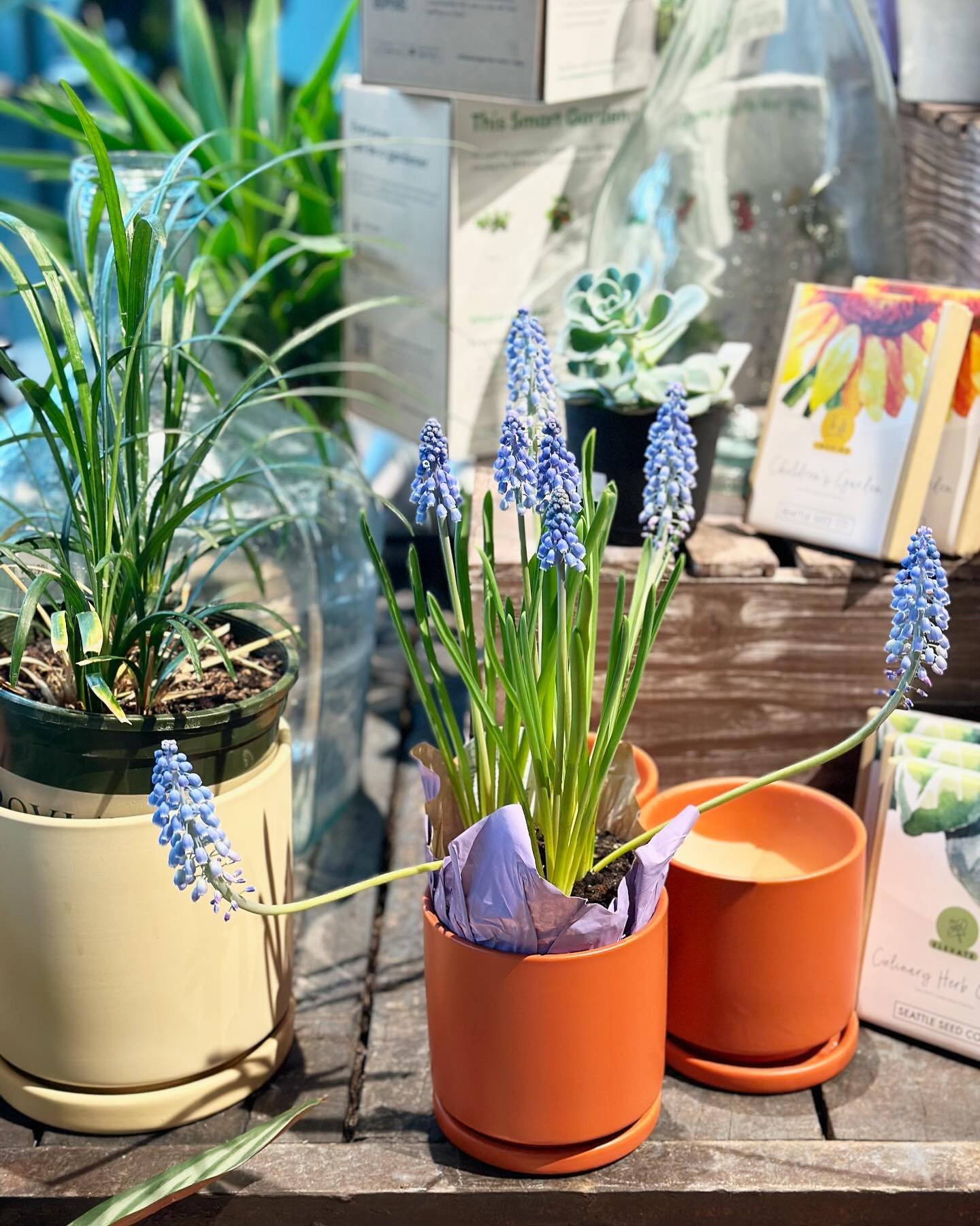 🌷 We're full of LIFE in here! We welcomed a new batch of house plants and hanging baskets to the store from Schaefer's Gardens! And of course, @penchant4petals famous tulips.