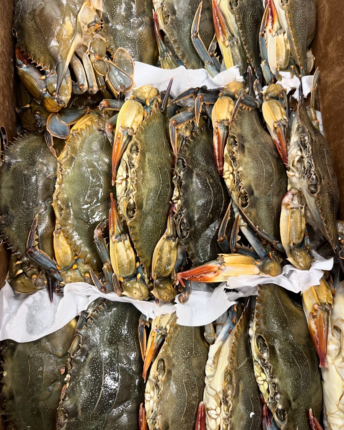 🦀 Fresh Soft Shell Crabs hit the seafood case this afternoon, just in time for the weekend. Come get 'em while they last 🦀