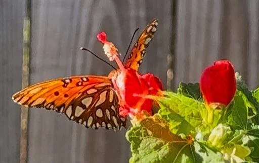 Bayou Native Headquarters