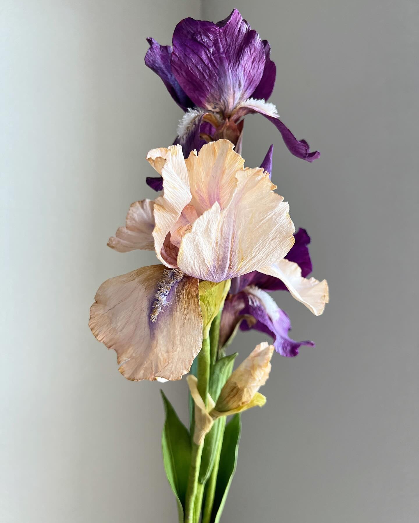 Paper bearded Irises: The story behind the commission.

My friend is a wonderful ceramic artist who is surrounded by other artists with whom she has formed friendships. Recently, the husband of one of her friends lost his battle with cancer. Because 