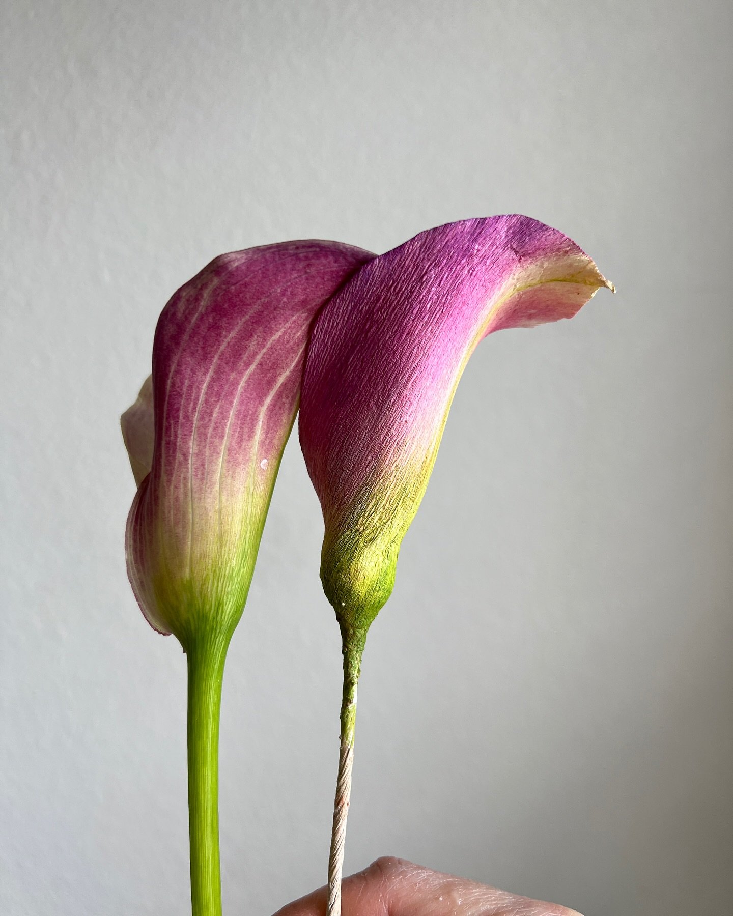 Calla Lily (Zantedeschia)

This was a beautiful project that I unfortunately couldn&rsquo;t photograph well once it was finished. However, I managed to capture moments during the process.

Calla lilies have a charm in their movement and softness. The