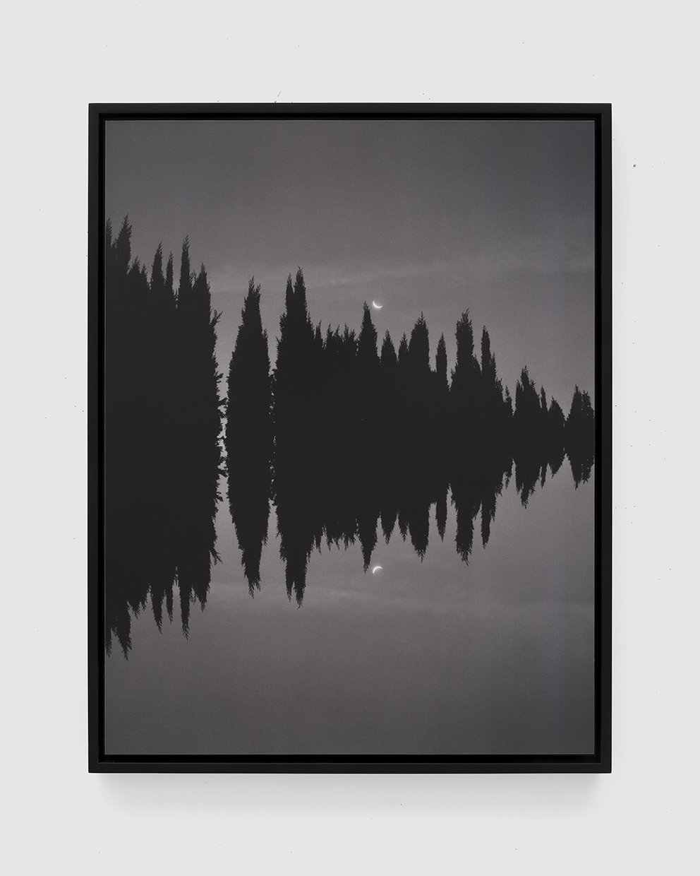 01_Ficus_Moon - Katie Shapiro.jpg