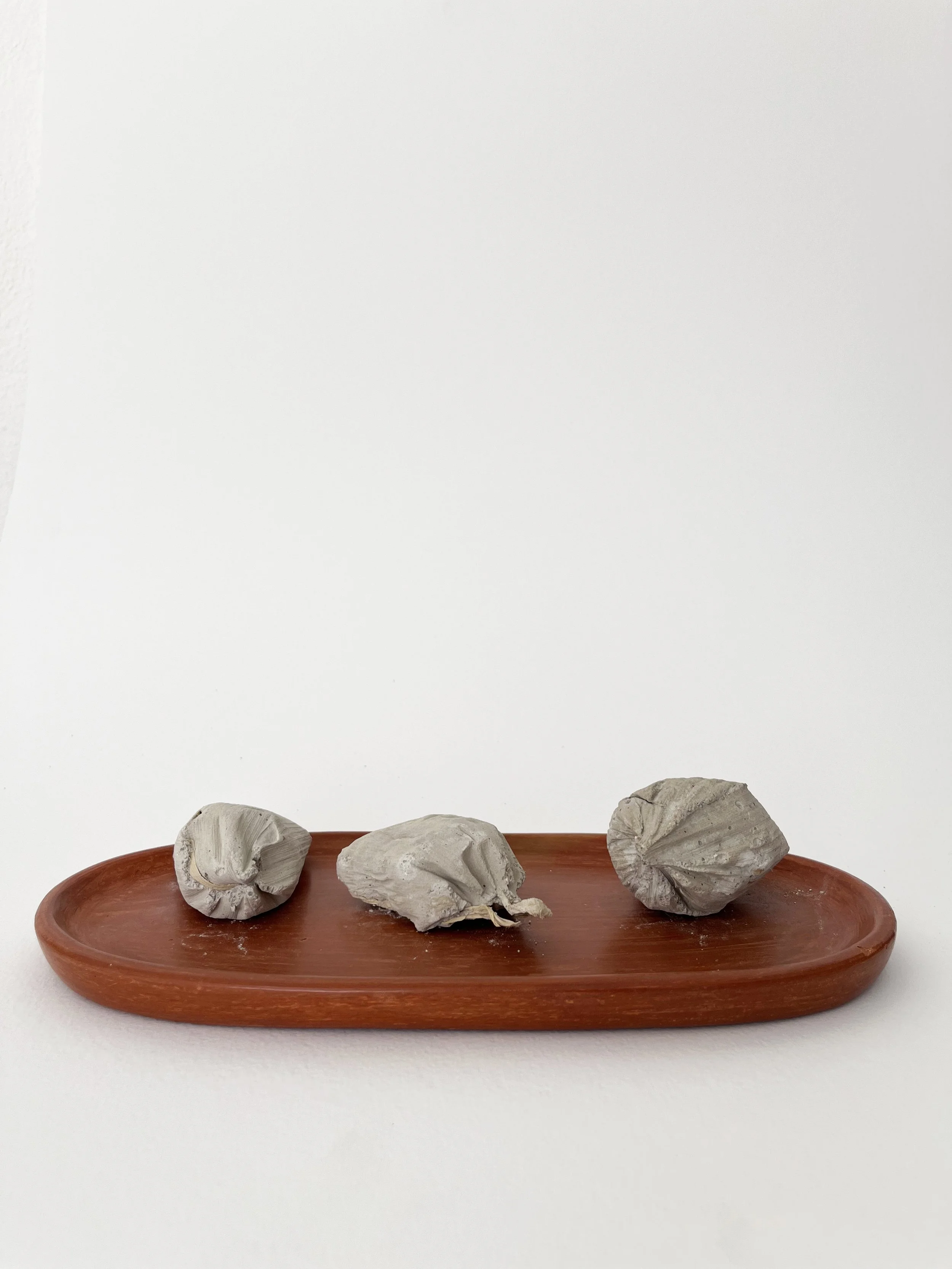   Grey corn , 2025, From the series&nbsp; They took our mountains, and gave us back cement &nbsp;, Cement and natural leaves, variable Dimensions 