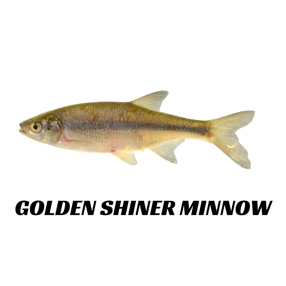 Live Minnows Bait Shop Near Me Minnows 2+ Thousand Bait And Tackle
