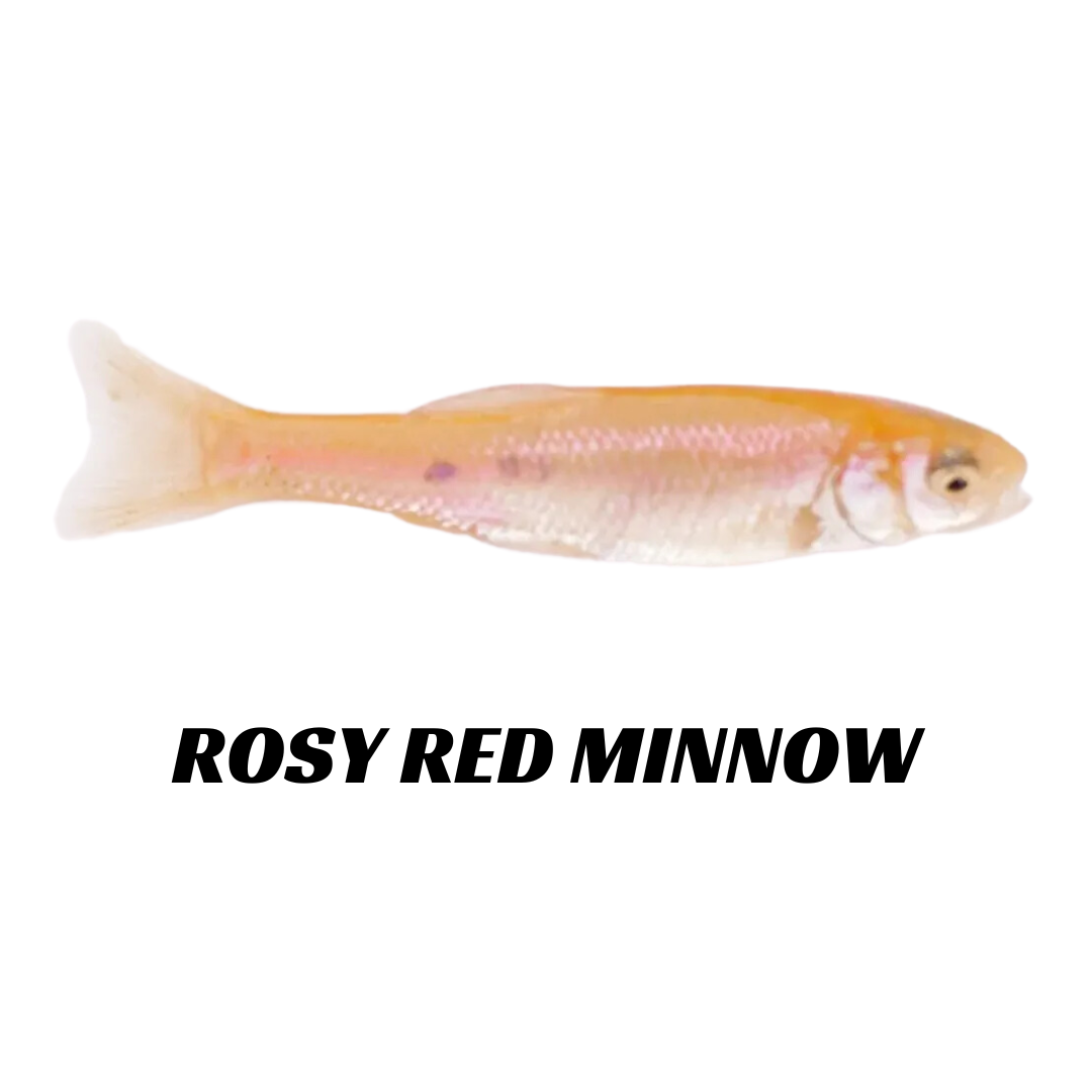 3-5 CHANNEL CATFISH (3).png