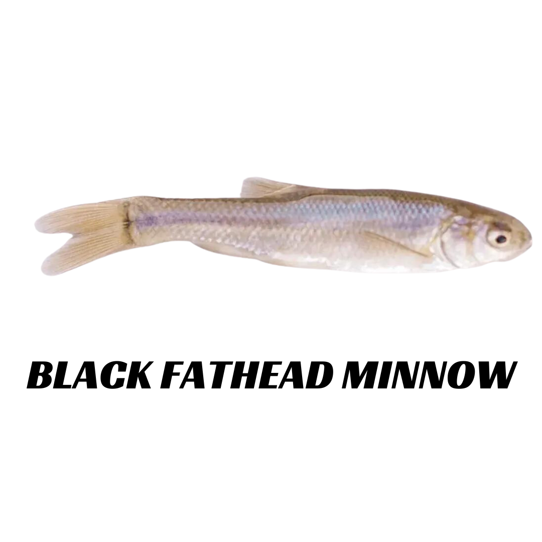 Order Live Sport Fish and Bait Fish Online — Sport Fish Direct