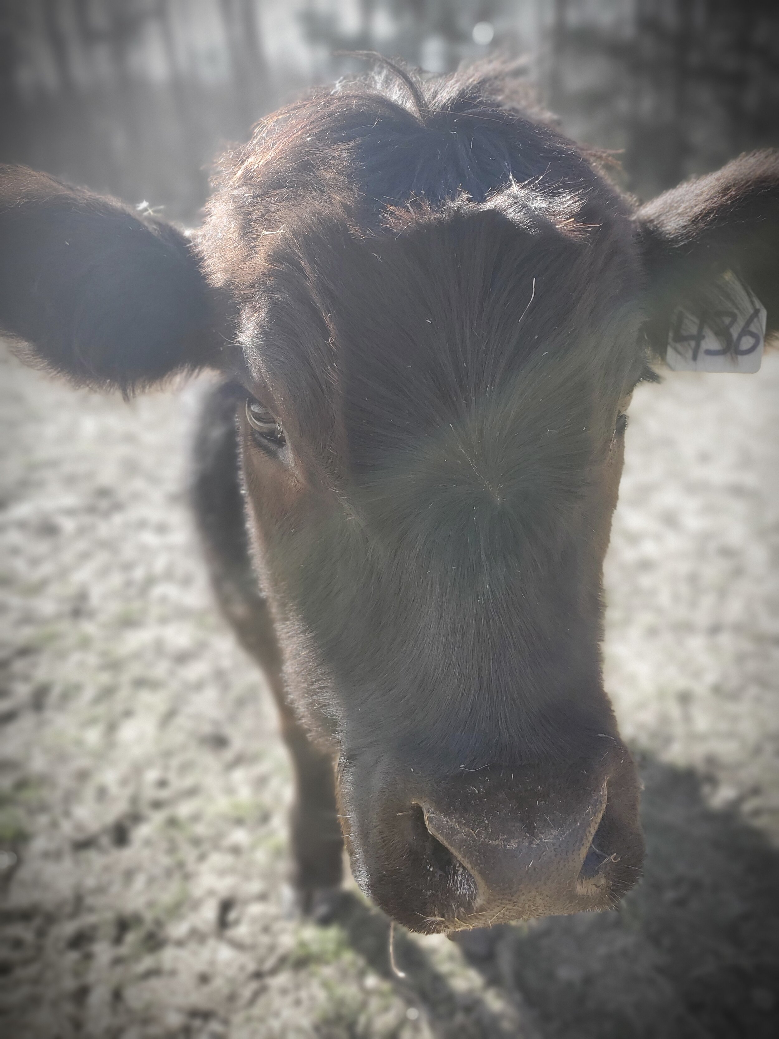 Hidden Acres Farm NC - 20210308_150927.jpg