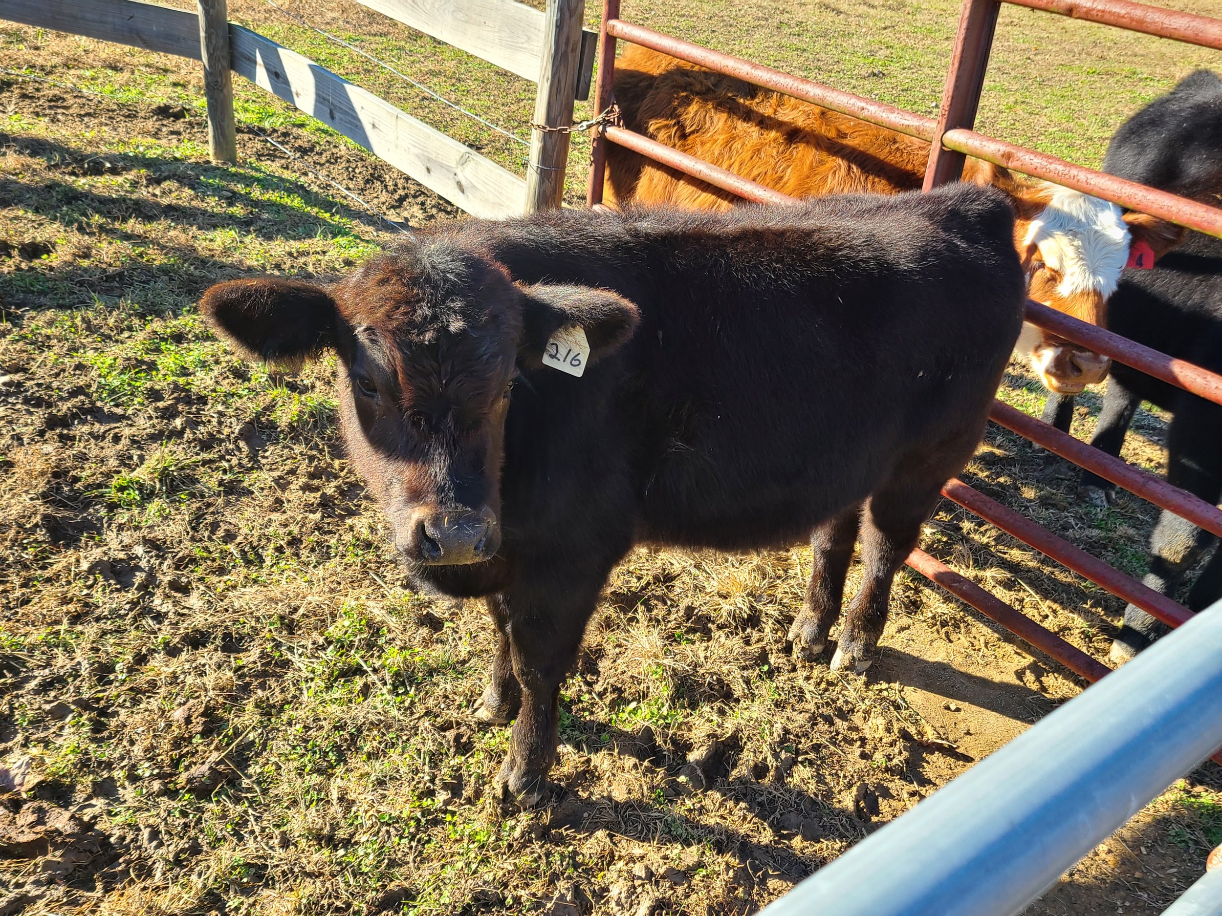 Hidden Acres Farm NC - 20221128_142208.jpg