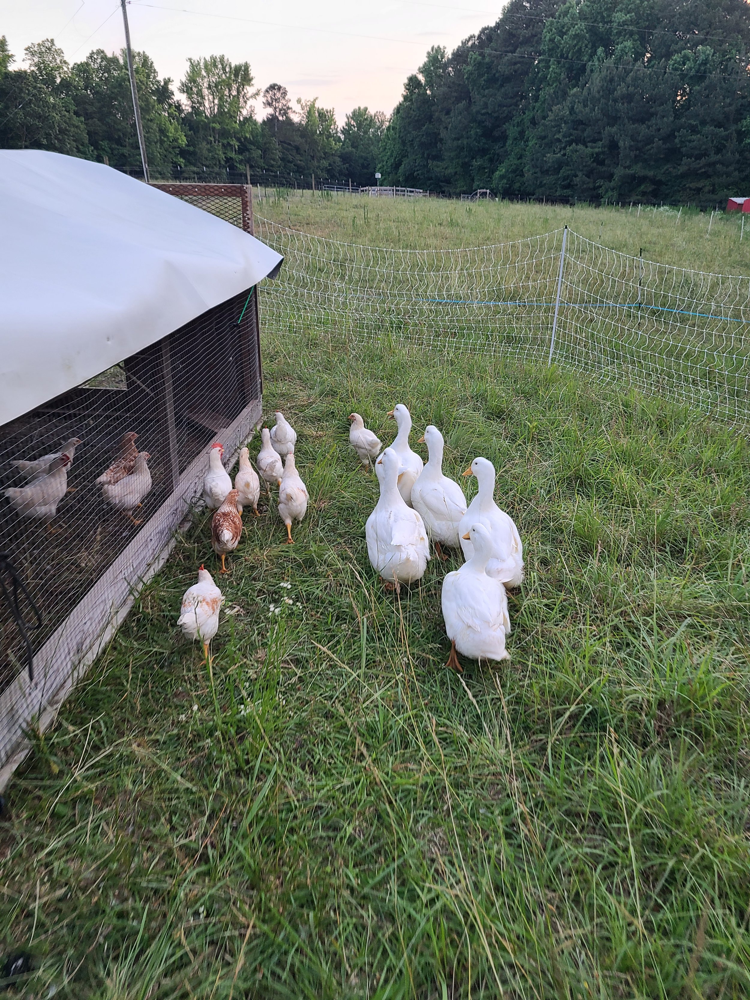 Hidden Acres Farm NC - 20220607_201308.jpg