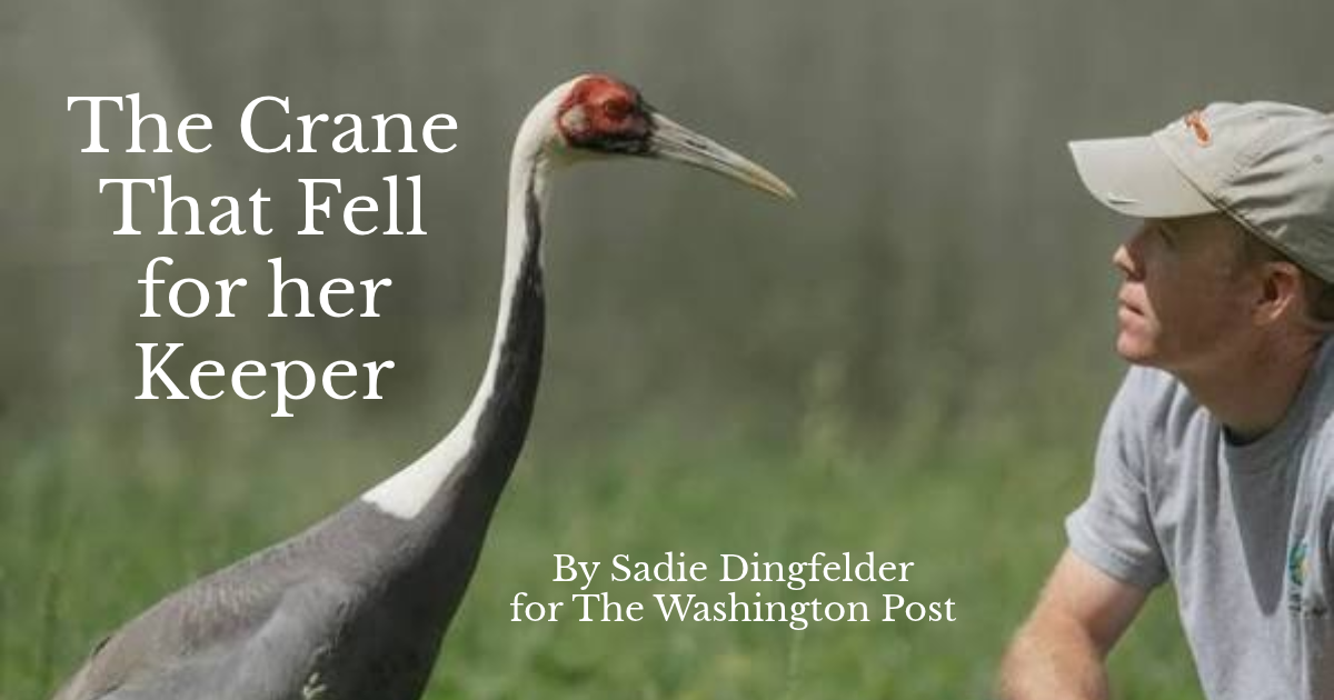 Sandhill crane facing a man in a baseball cap, with headline text reading “The Crane That Fell for her Keeper.”
