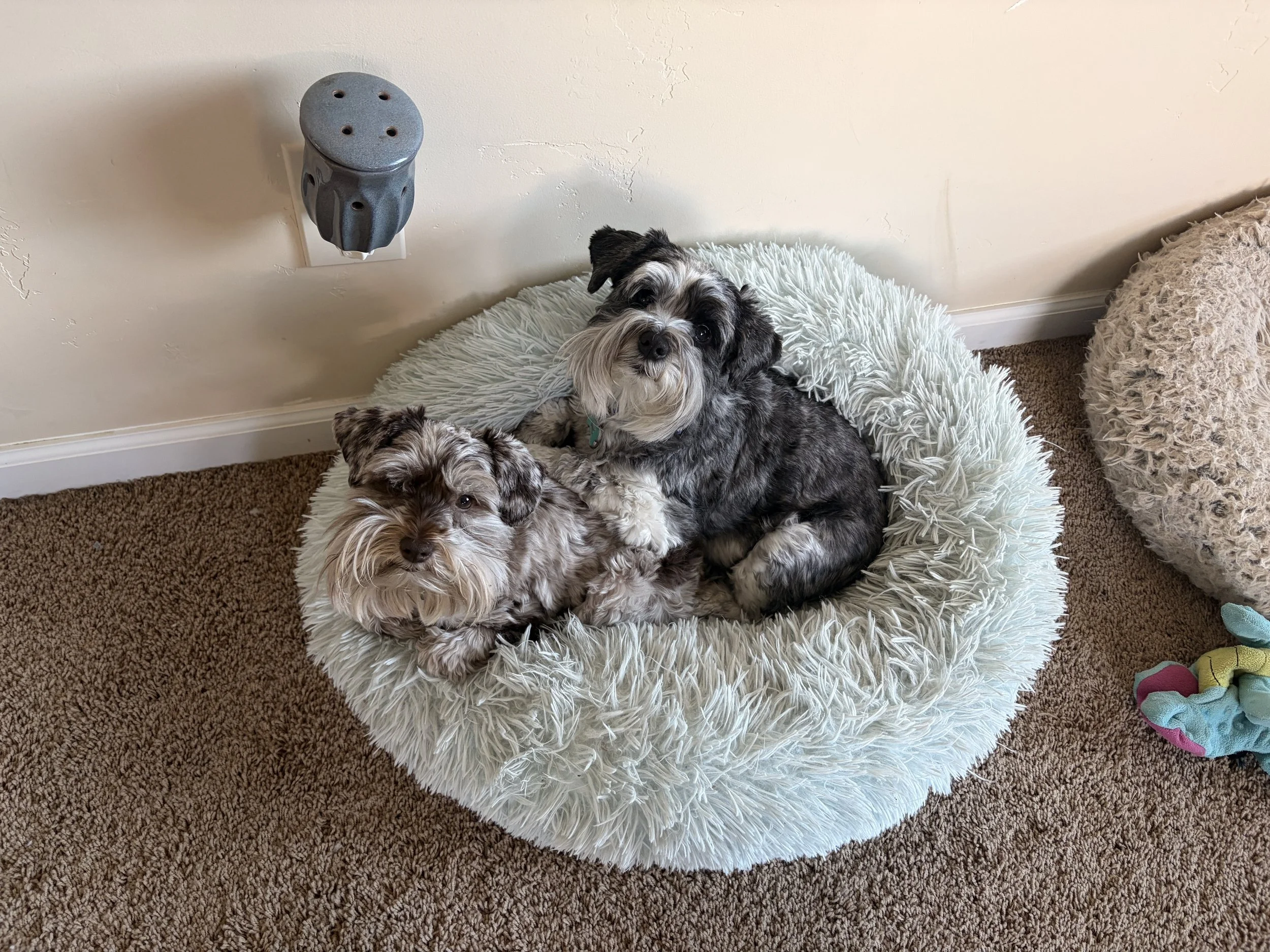 two miniature schnauzers on dog bed