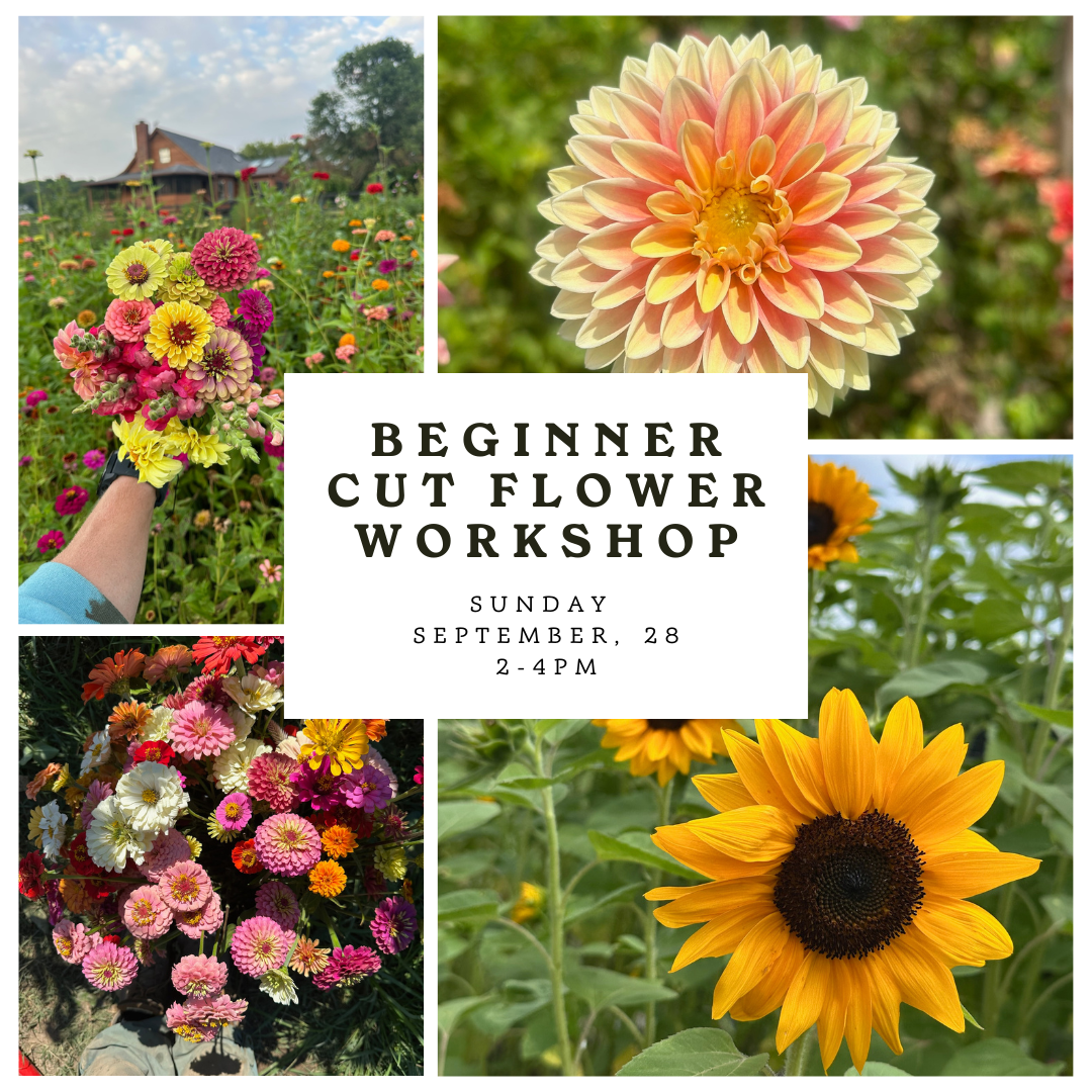 Beginner Cut Flower Workshop