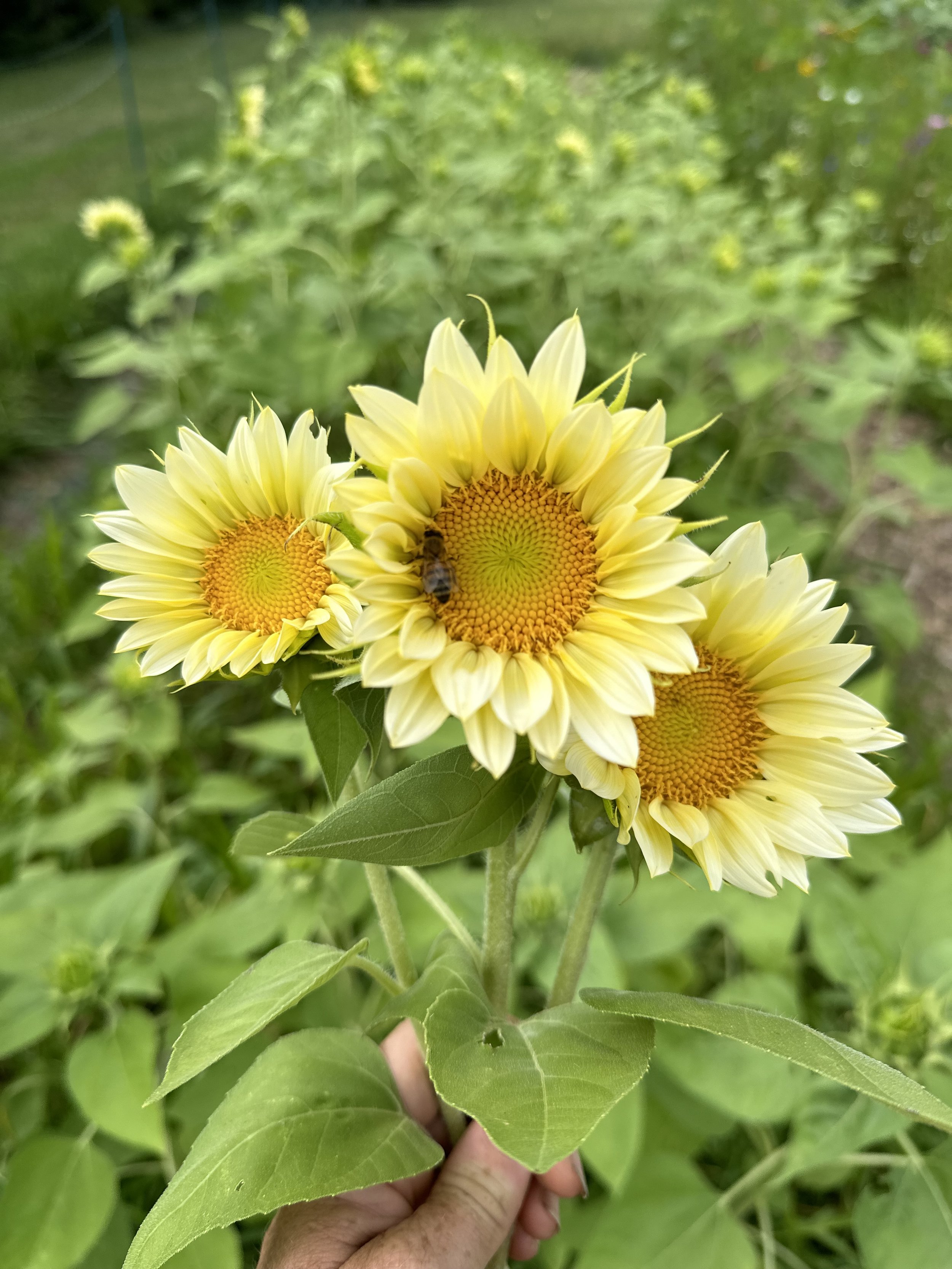 Ten Sunflower Stems