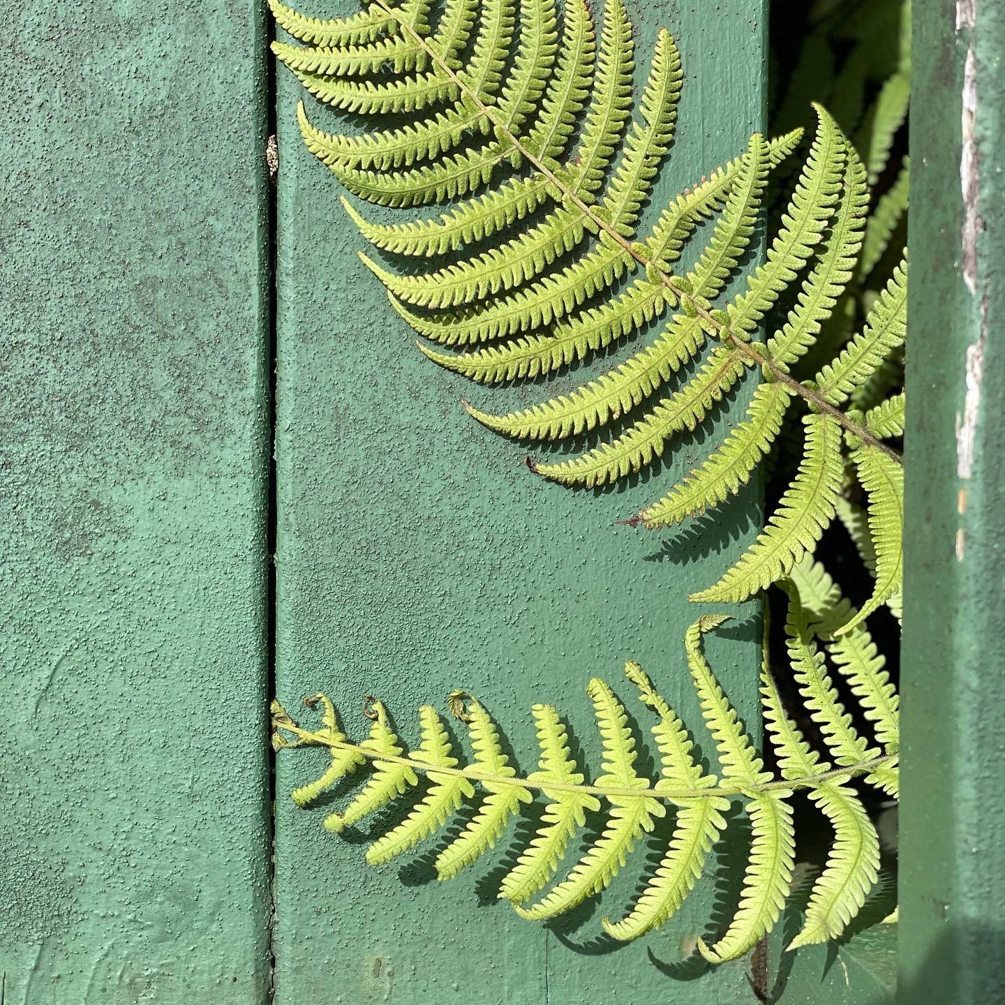 There is just something magic about the color of green in Hawaii. When I nail it down I&rsquo;m going to let Benjamin&rsquo;s Moore know the formula. It will be call Old Waimea. #benjaminemoore