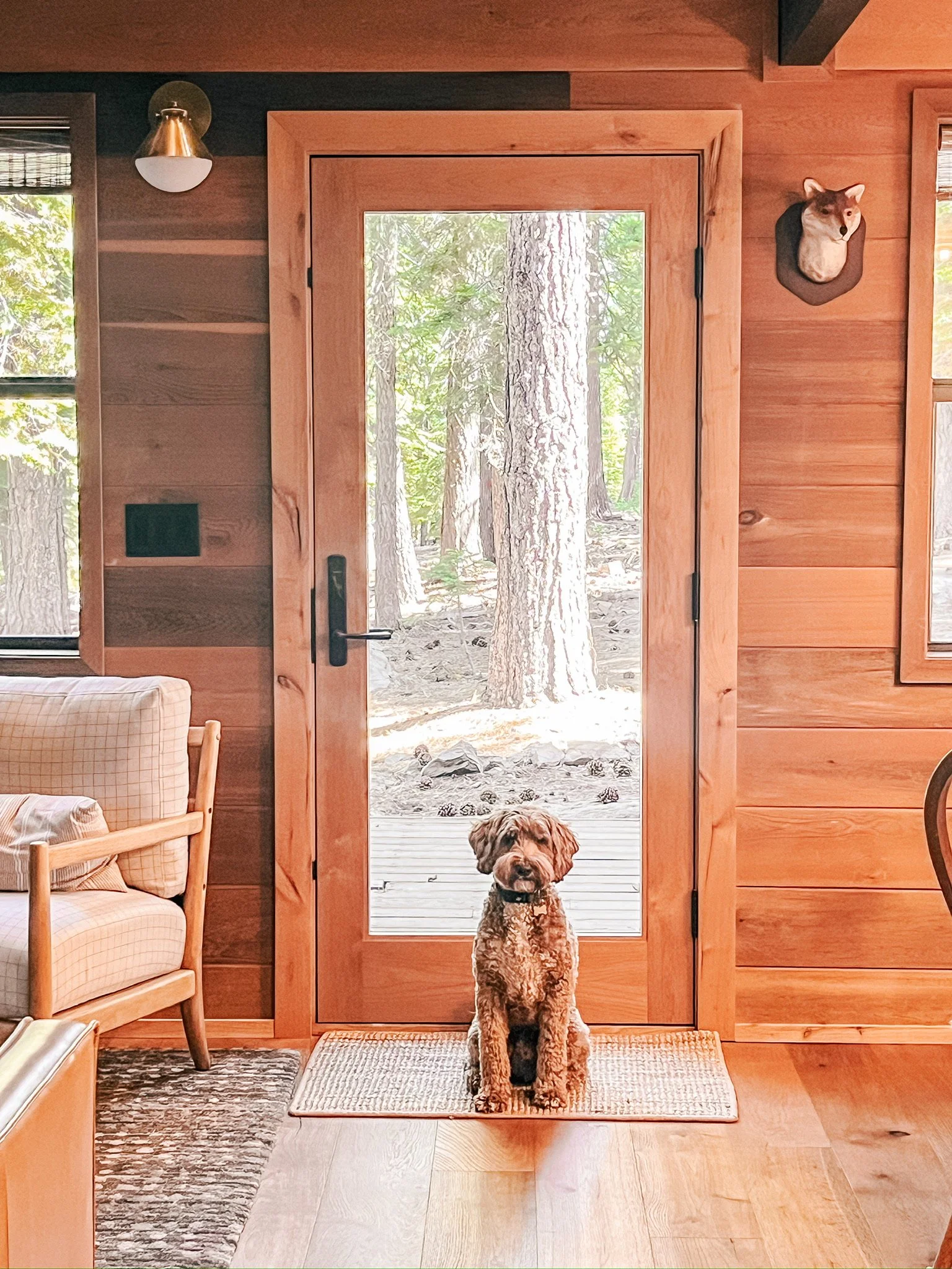 This is Ziggy. He LOVES the cabin.
