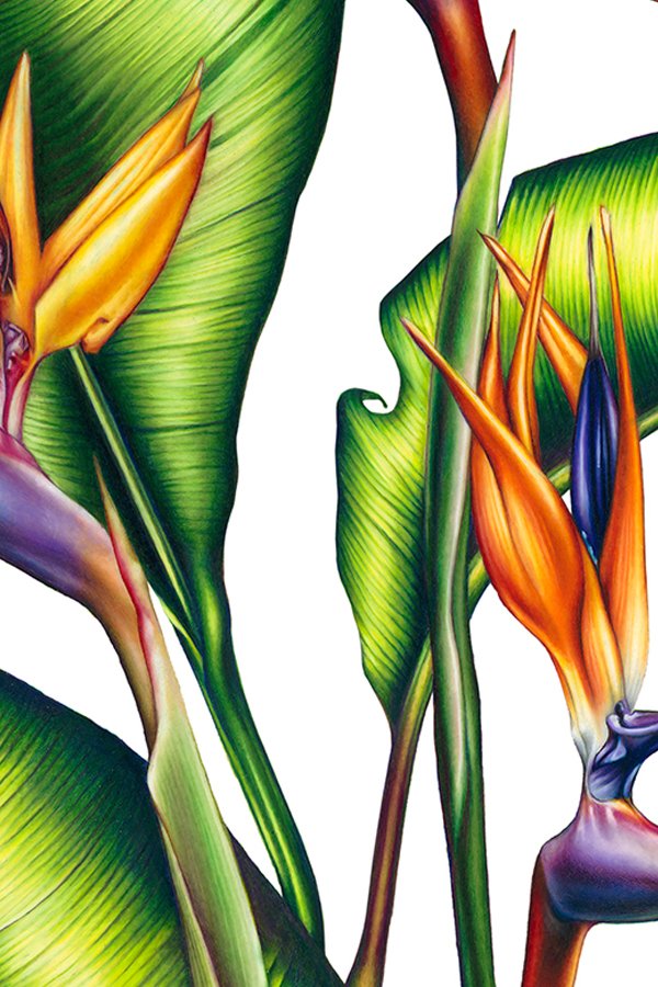 BIRDSOFPARADISE3.jpg
