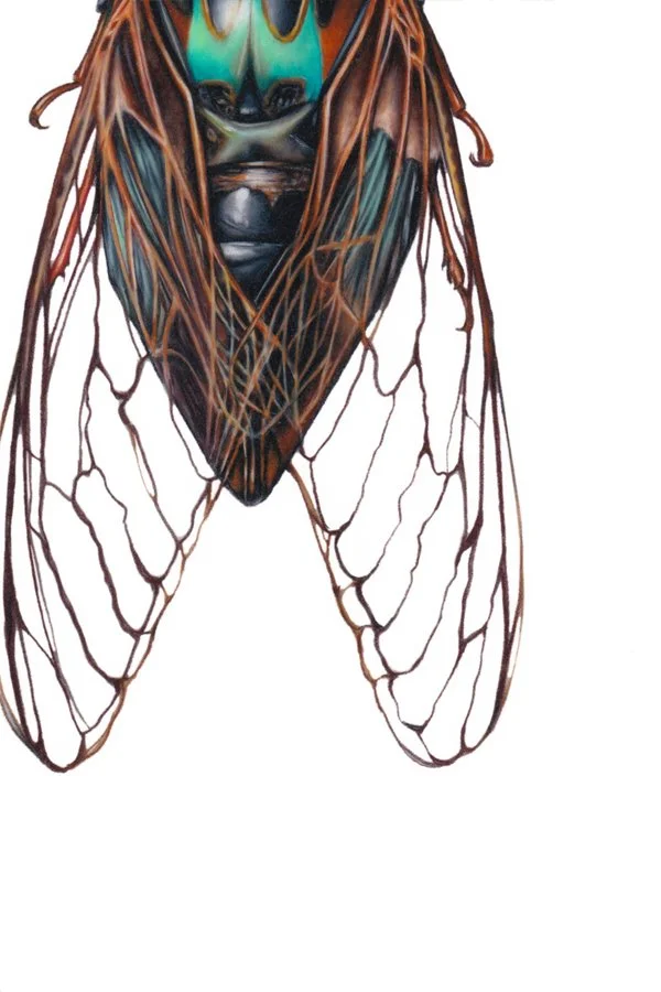 CICADA3.jpg