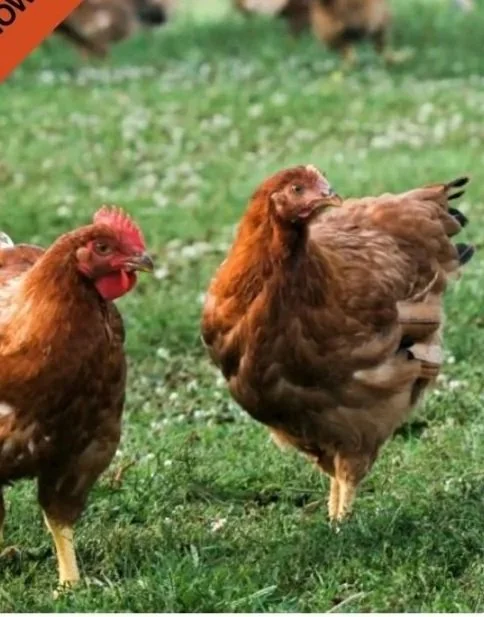 Freedom+Ranger+Chickens+Available+Whole+Frozen+%246lbs+Feet+-+6+for+%244+Necks+-+6+for+%248.jpg