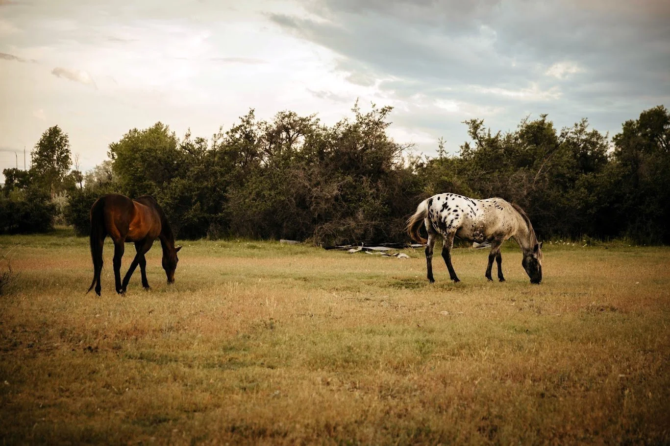 horses on farm.jpg