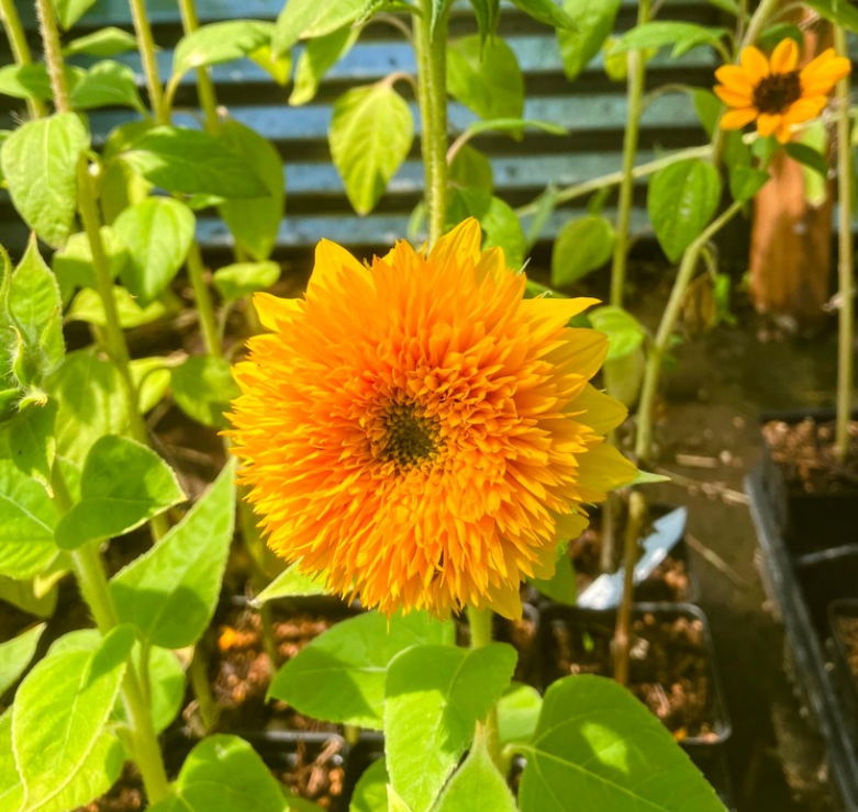 Screenshot 2026-03-15 5.50.39 PM.png (Copy)