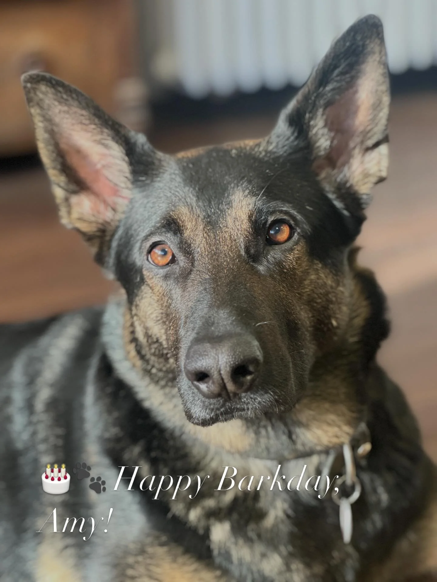 🎂🐾 Happy Barkday, Amy! 🎉

Heute wird nicht einfach nur ein Hund &auml;lter &ndash;
heute wird die K&ouml;nigin der Couch, Chefin der Leckerlis und Meisterin des Welpenblicks gefeiert! 👑🐶

#trauringe #geburtstagsw&uuml;nsche  #happybirthday