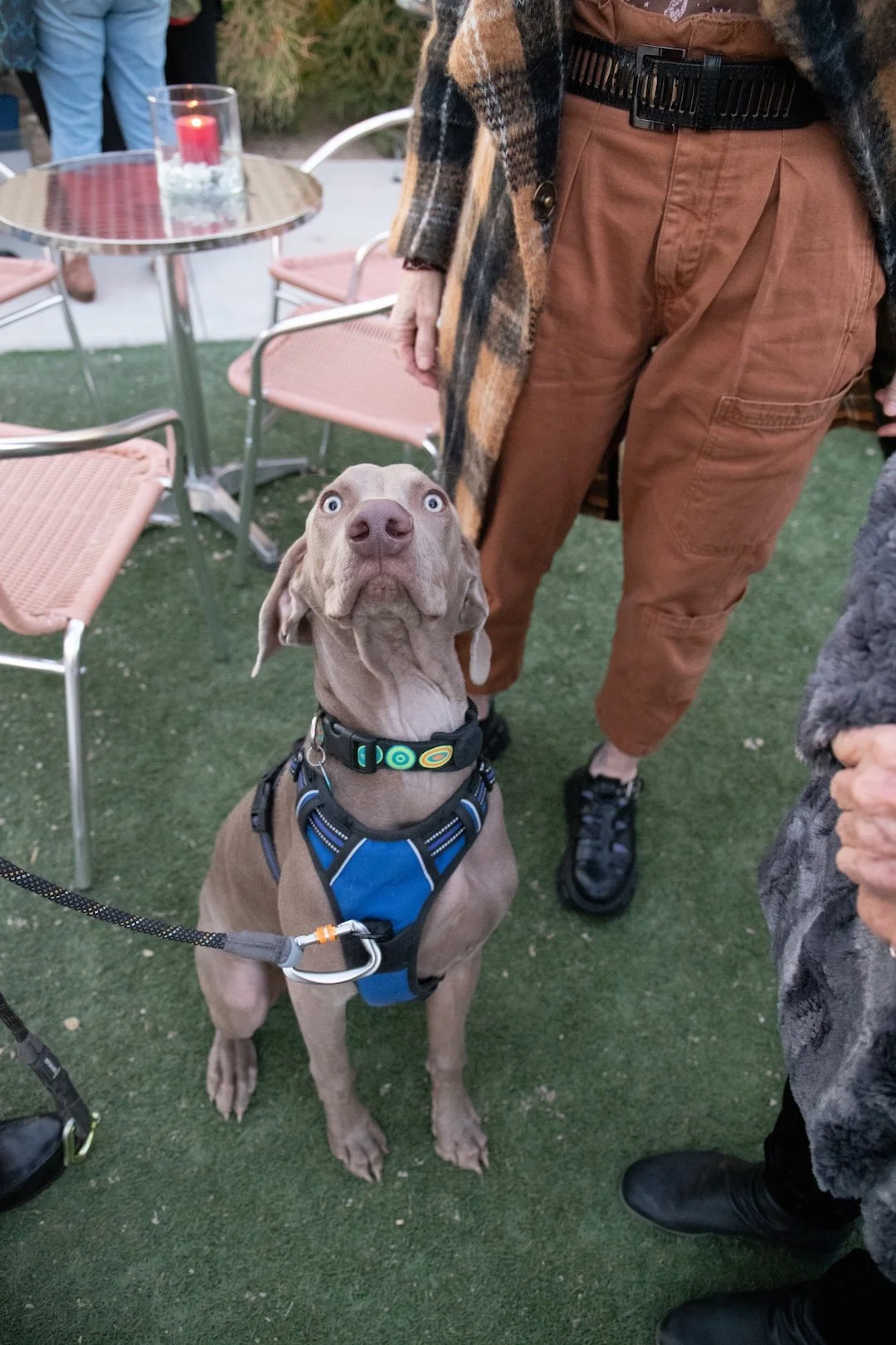 doggieshorts-71.jpg