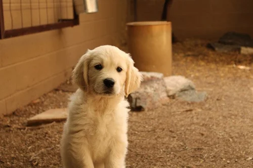 Frequently Asked Service Dog Questions — Ability Dogs