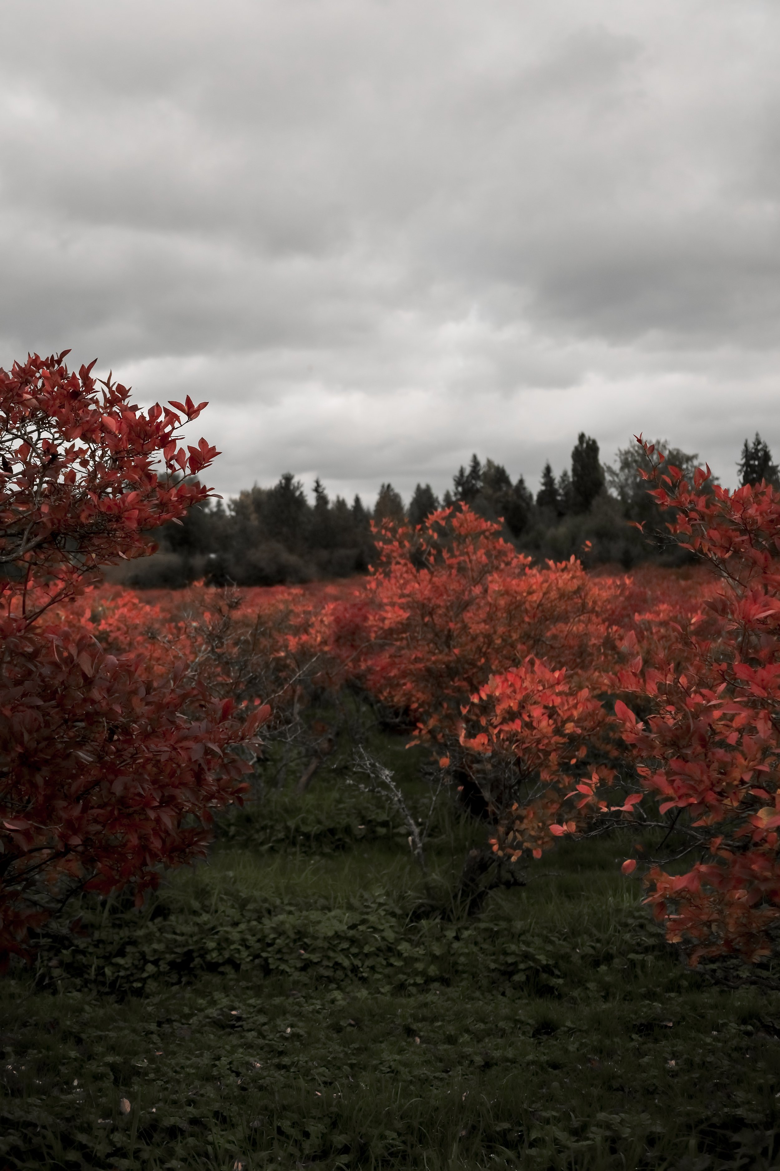 Blueberry Farm - Fall