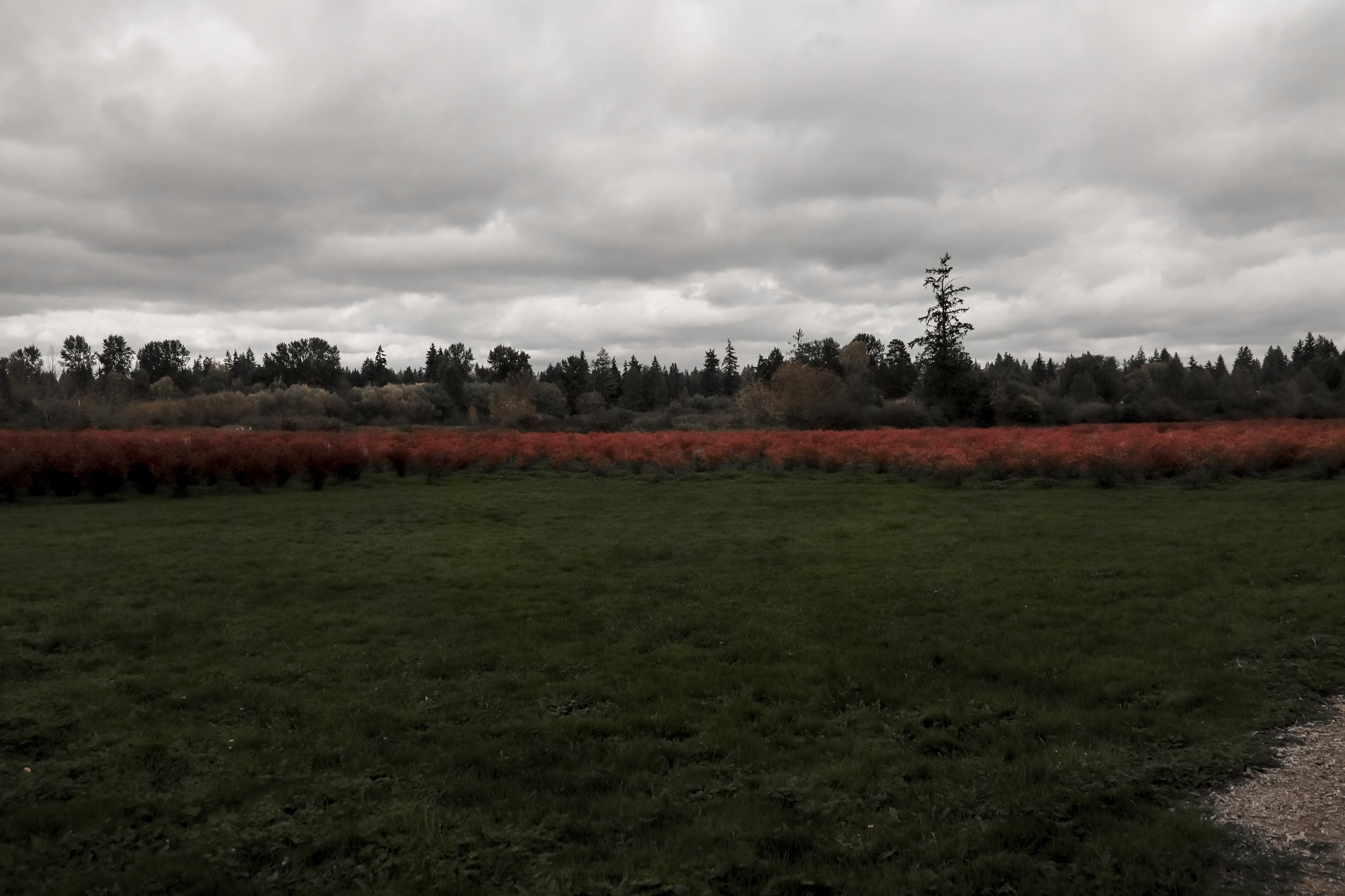 Blueberry Farm - Fall