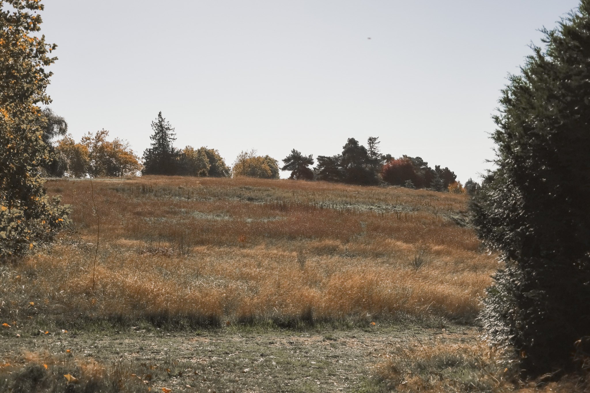 Discovery Park - Fall