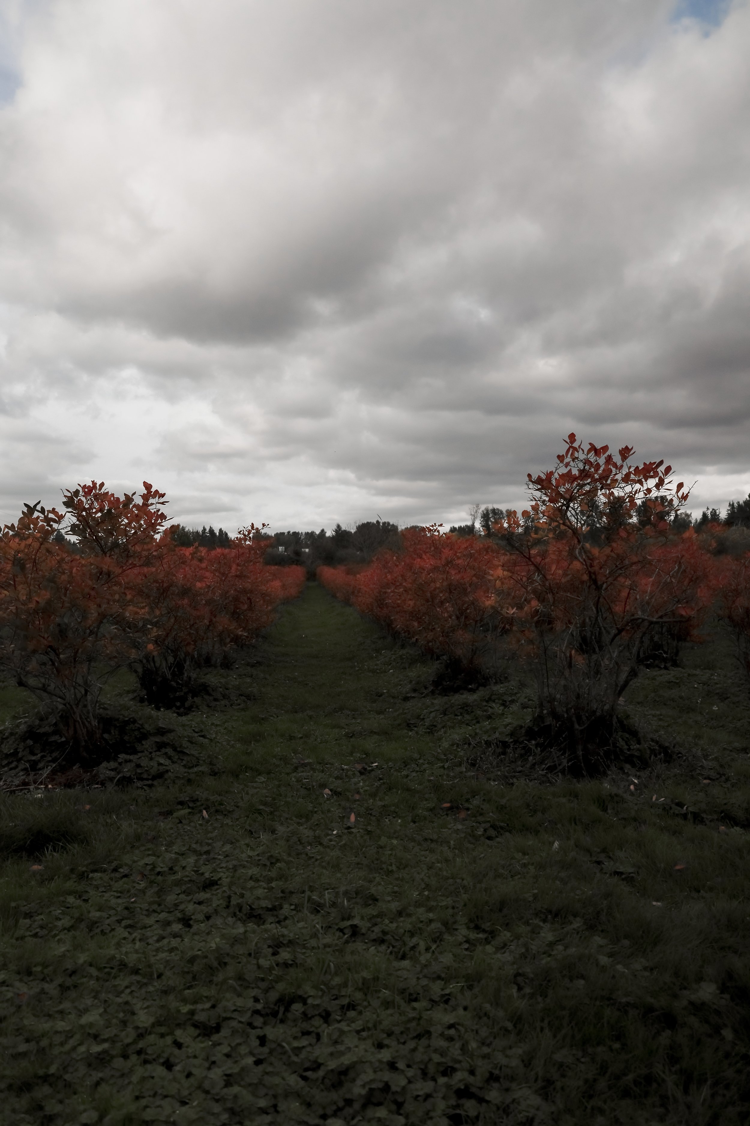 Blueberry Farm - Fall