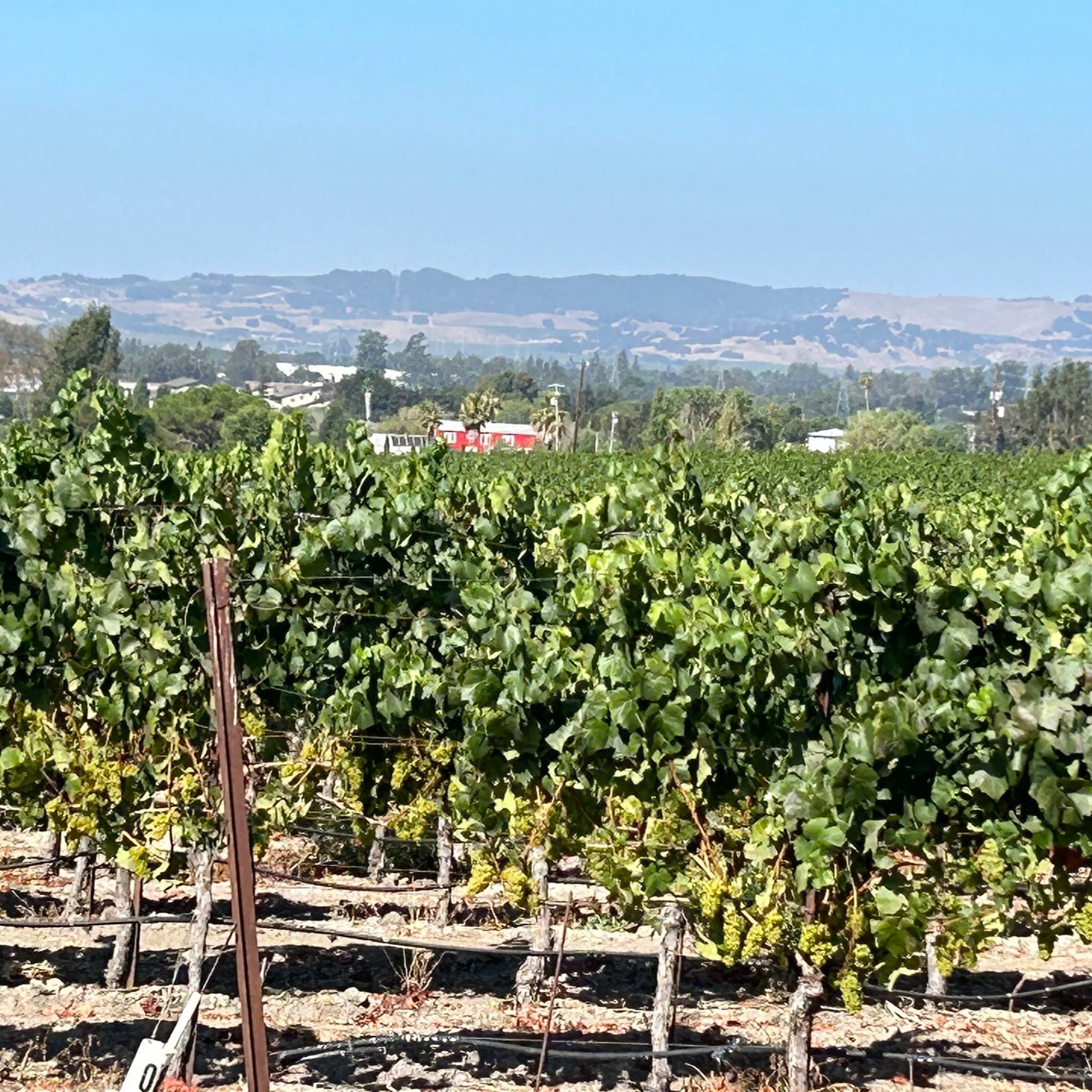Chardonnay - Ricci Vineyard