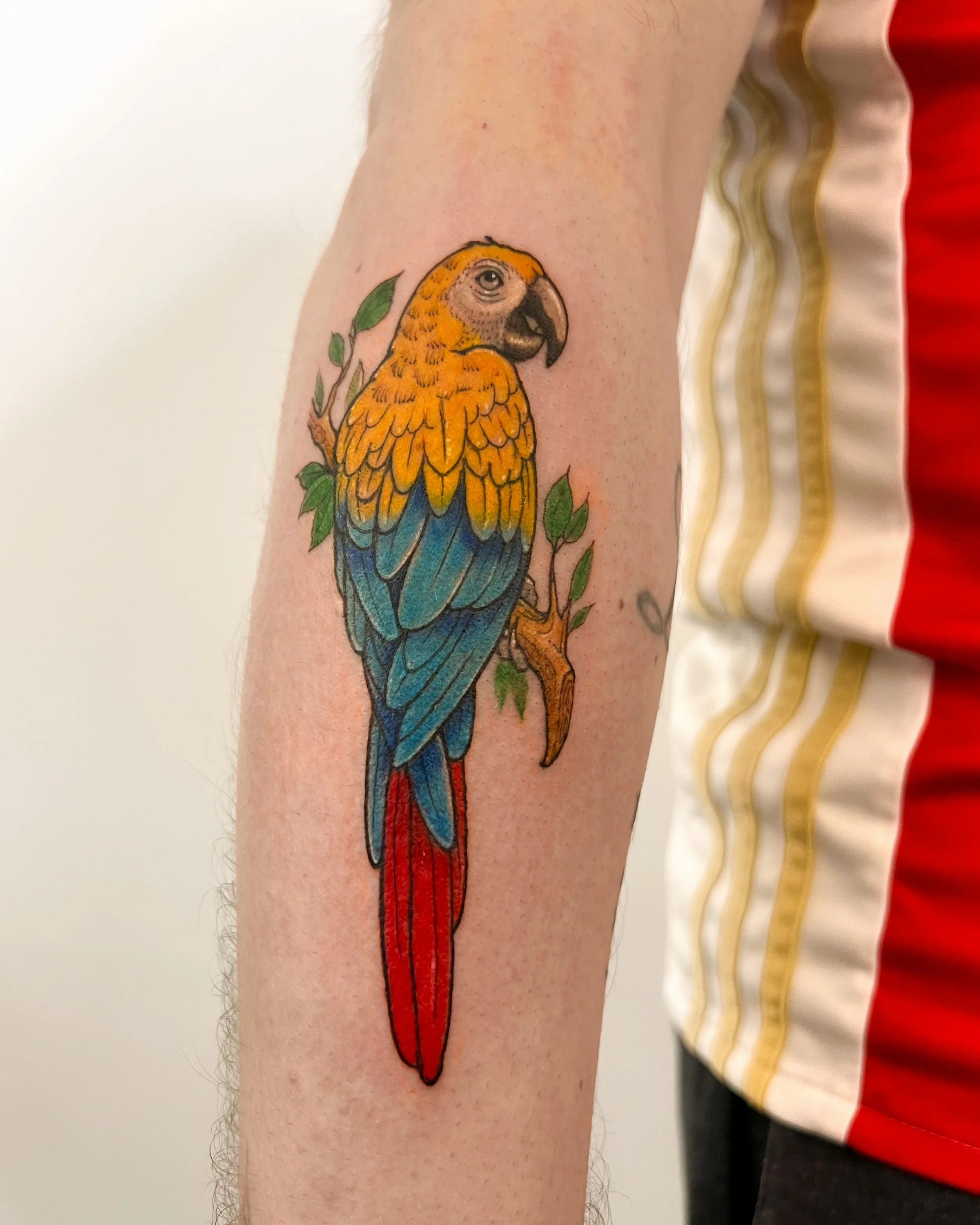 A little color to feels like summer.

#medussatattoostudio #colortattoolondon #birdtattoo #tattoolover #tattooshoplondon