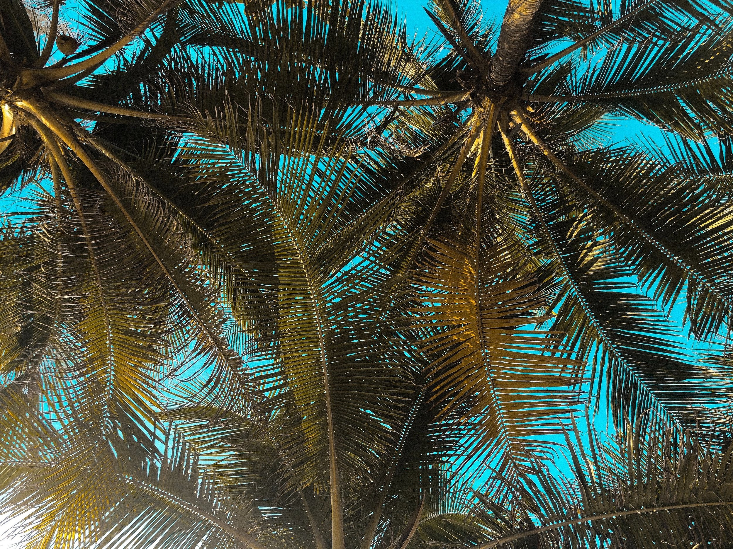 palm tree leaves