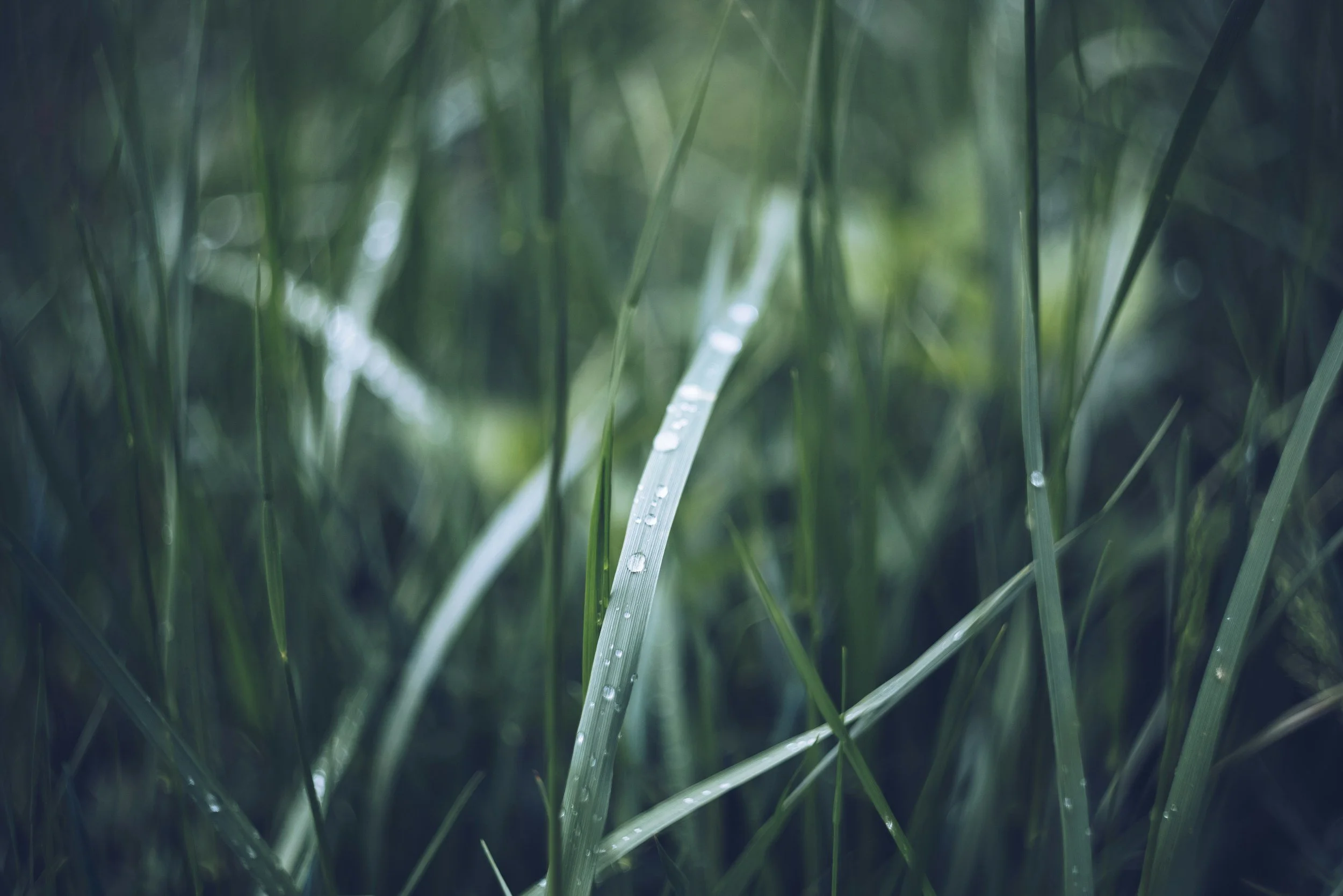 Clinical psychologist offering hypnosis in Grey Lynn Auckland