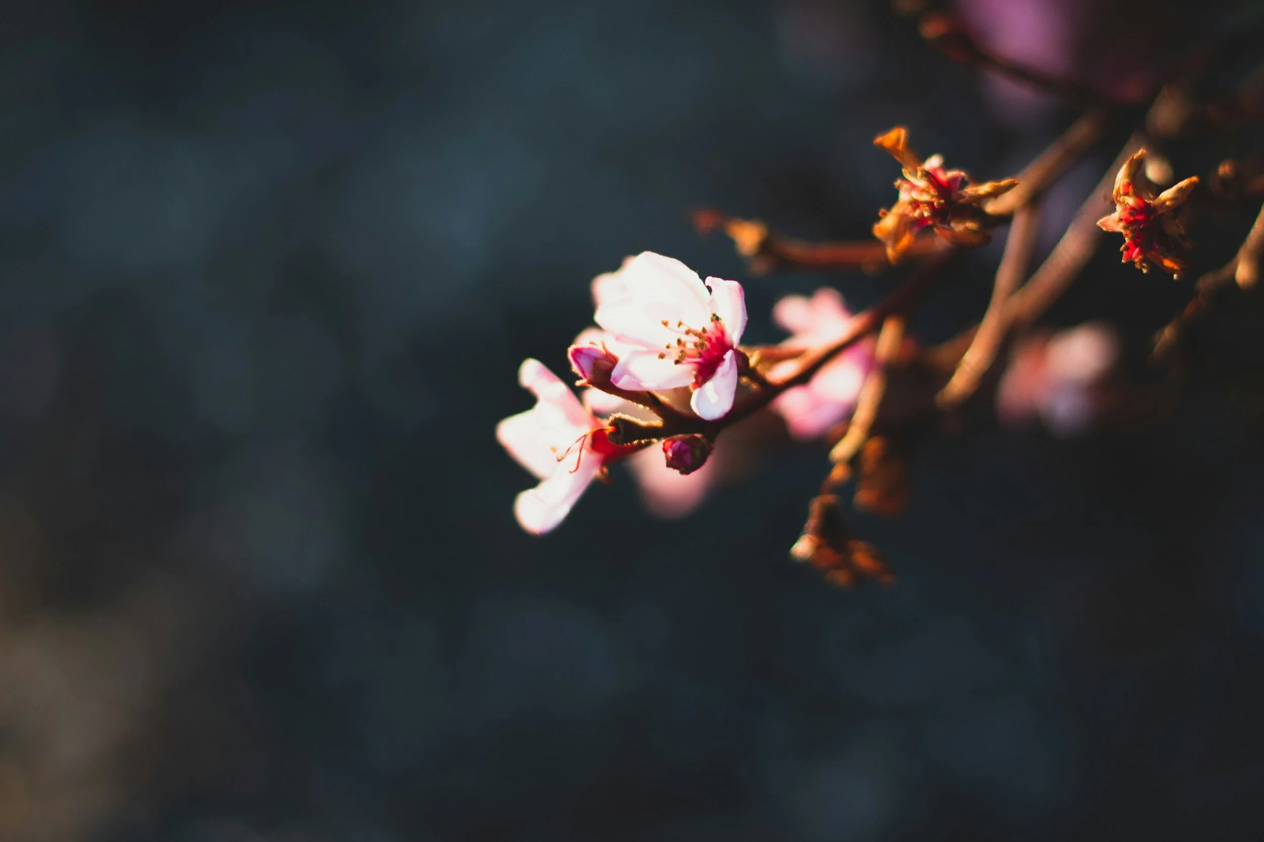 Clinical hypnosis therapy in Auckland for anxiety stress and behaviour change