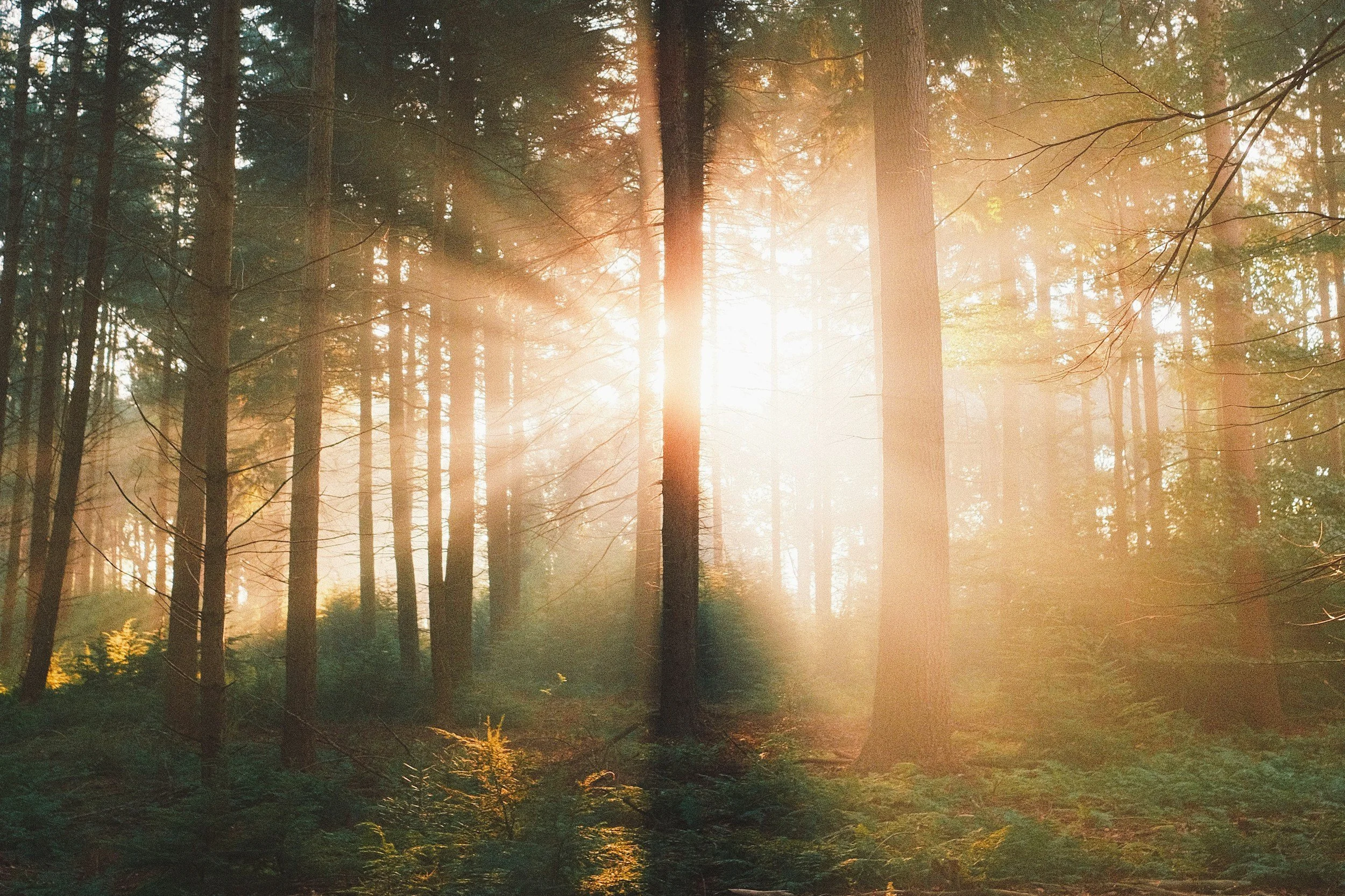 Calm, private setting for individual therapy