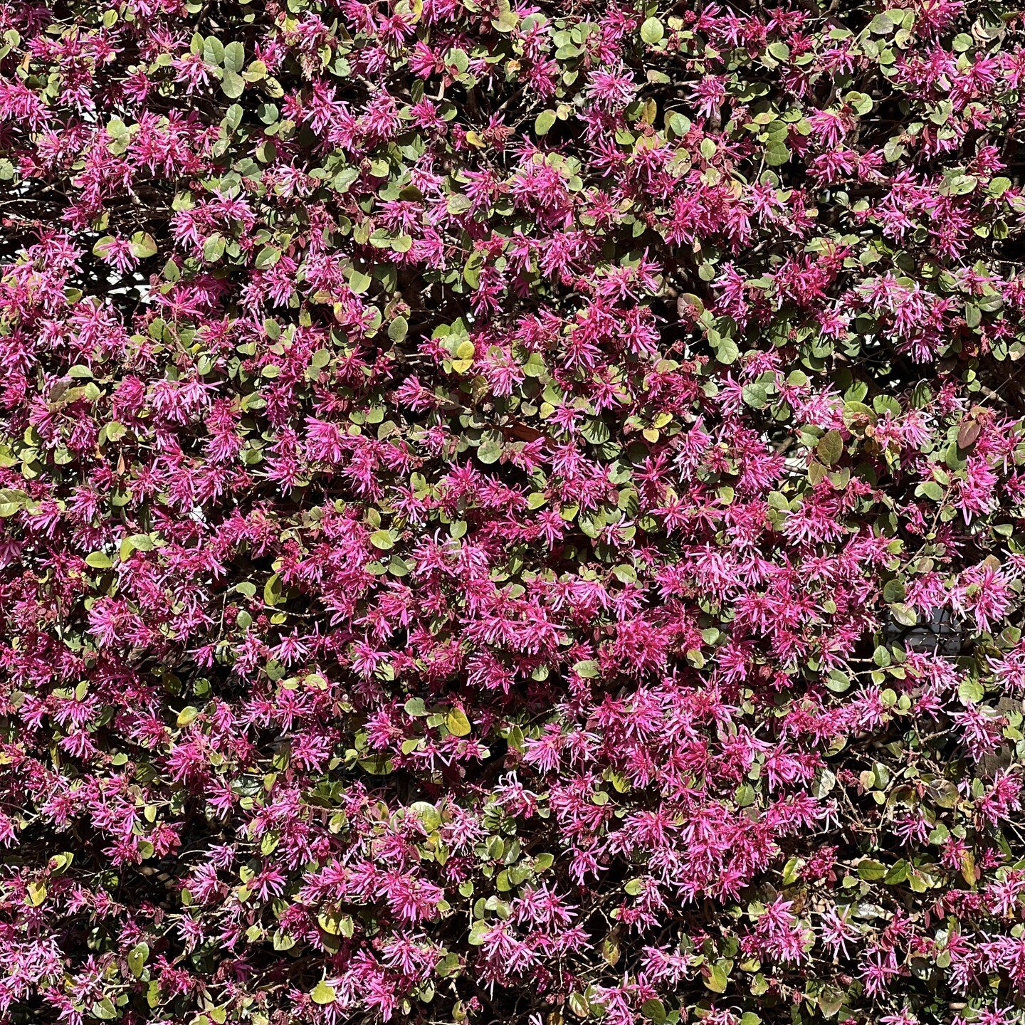 balancing blood sugar 🌸🦋 -- new blog post is coming out soon

Balanced blood sugar is crucial for everyone and a foundational starting point in overall wellness. For women, having balanced blood sugar helps promote pain-free and PMS-free periods wh