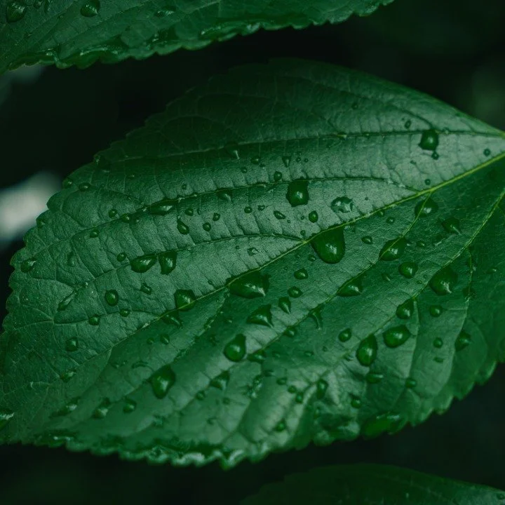 Google Images-5.jpeg