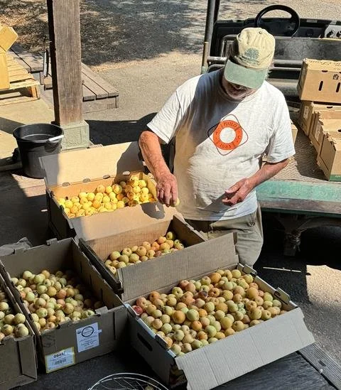summer apple farm harvest1.jpg