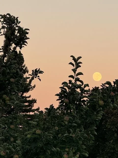 summer apple farm.jpg
