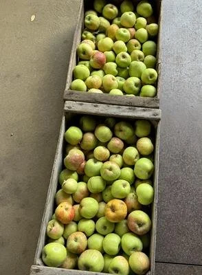 summer apple harvest.jpg