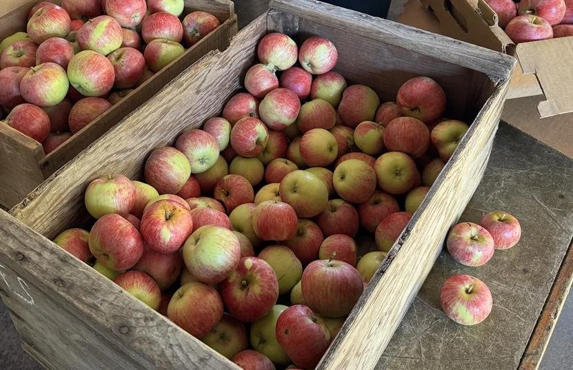 Apple Farm Heritage apples.jpg